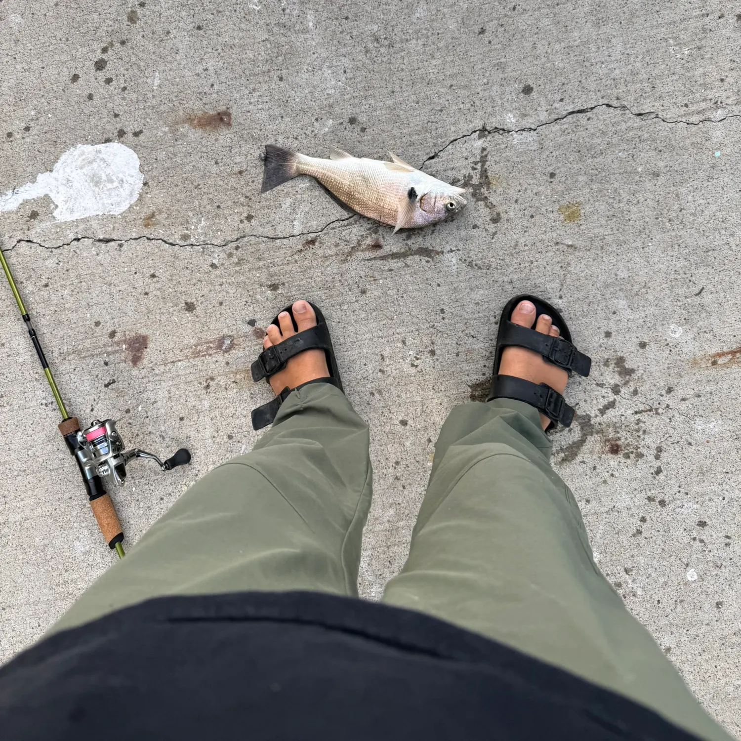 Spotfin croaker caught on Fishbrain