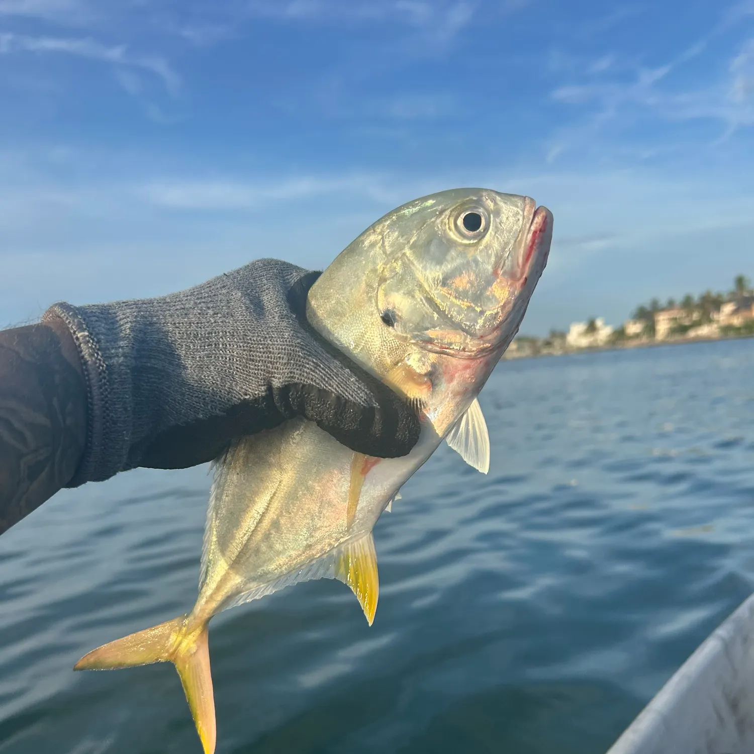 Crevalle jack caught on Fishbrain