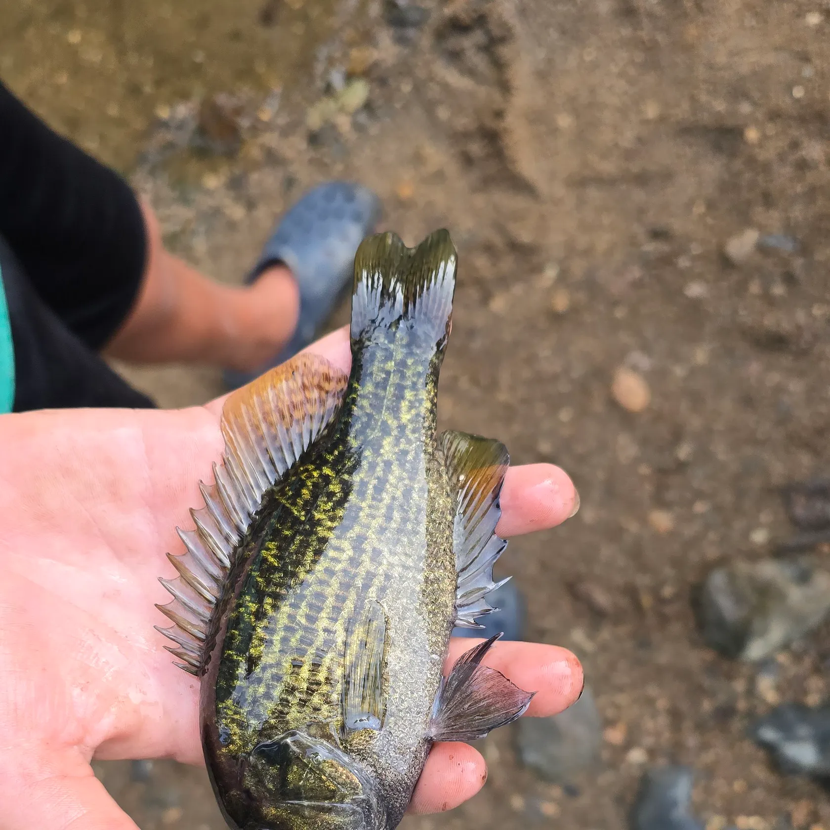 Rock bass caught on Fishbrain