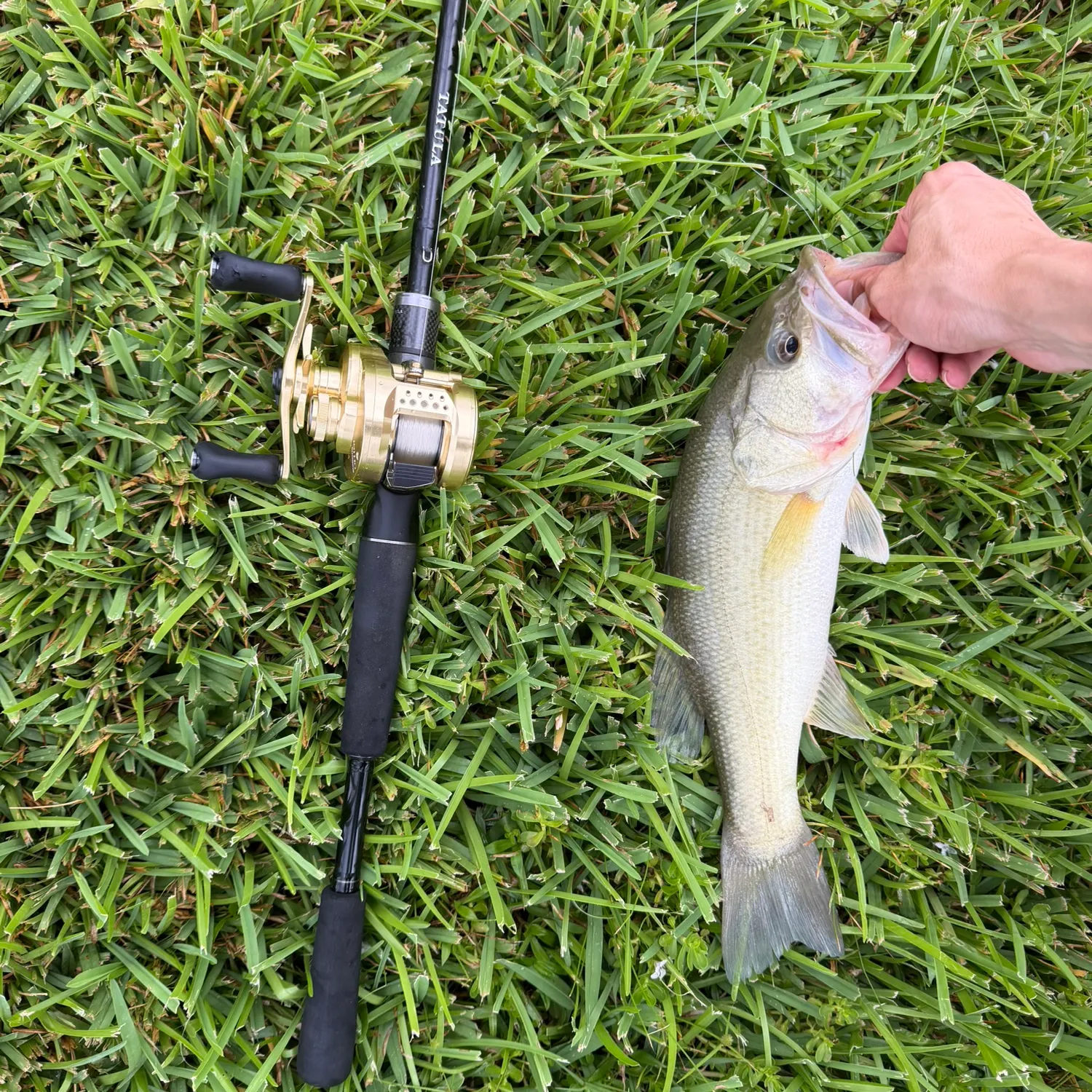 Largemouth bass caught on Fishbrain