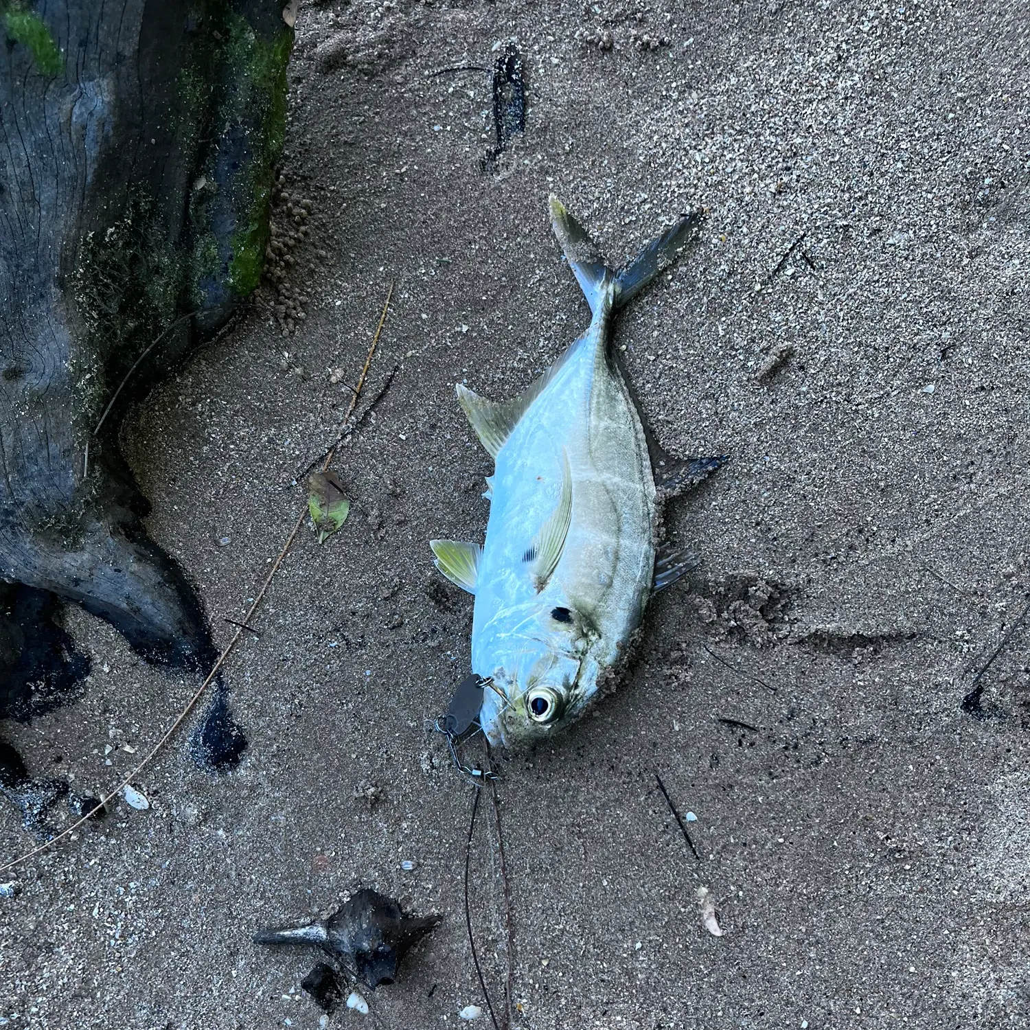 The most recent Crevalle jack catches on Fishbrain