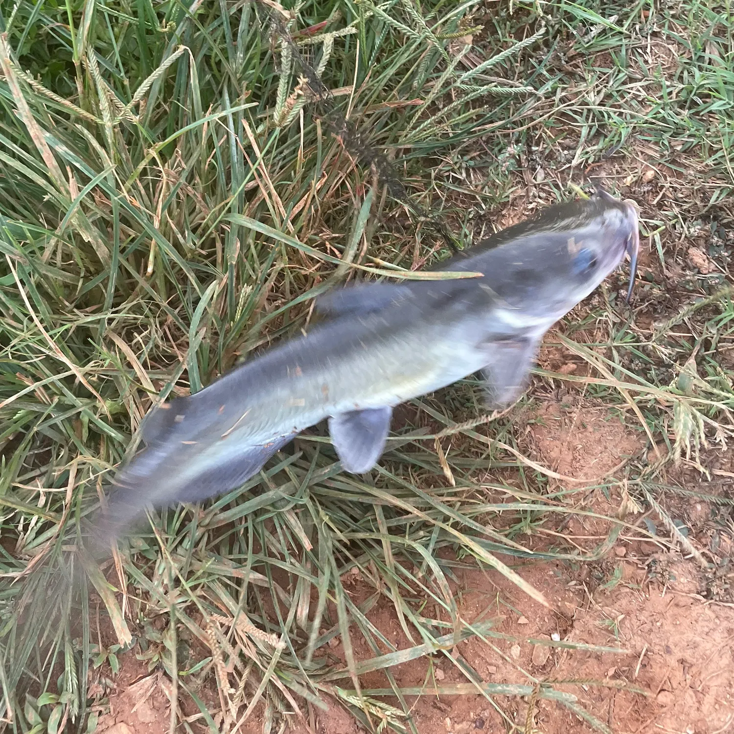 Channel catfish caught on Fishbrain