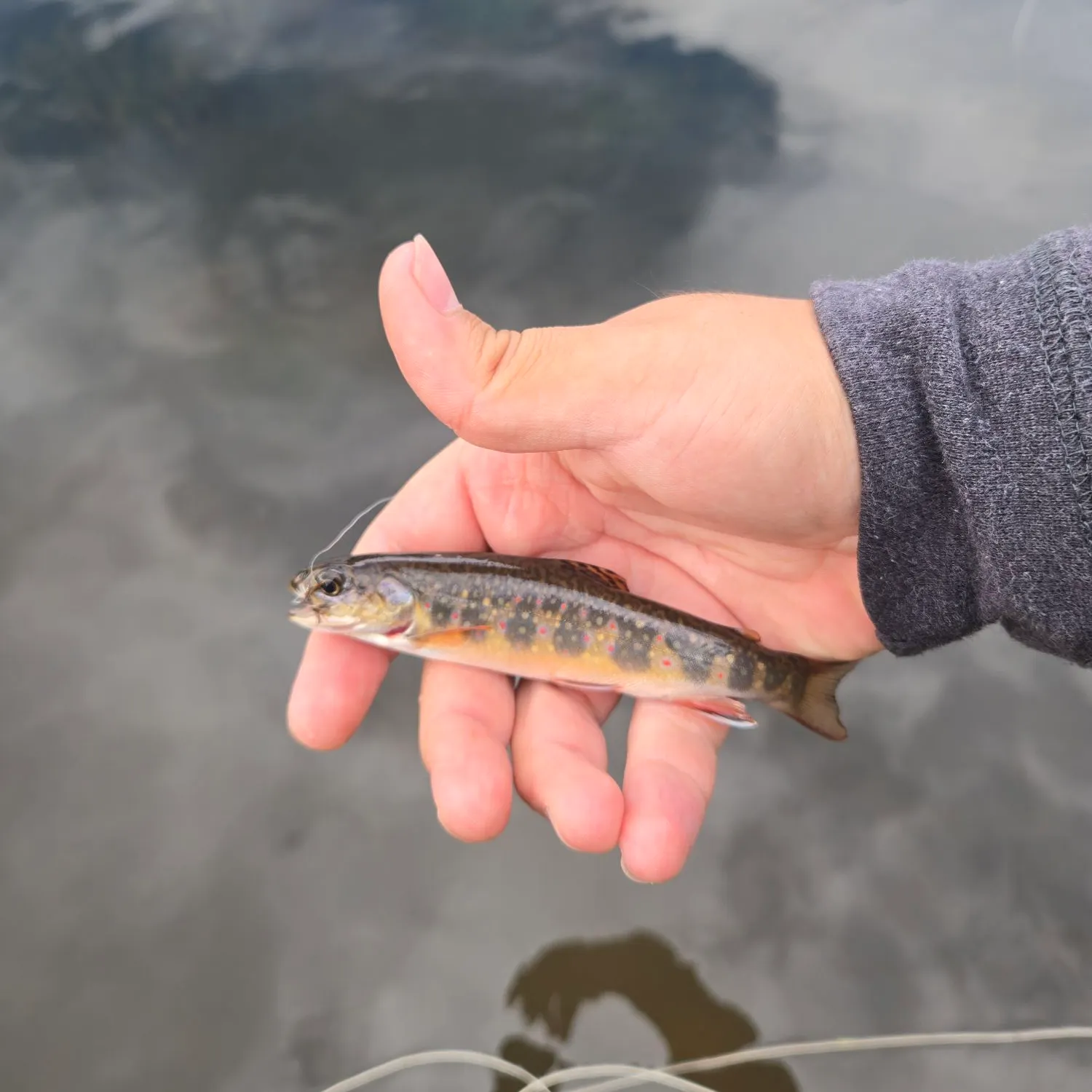 Brook trout caught on Fishbrain