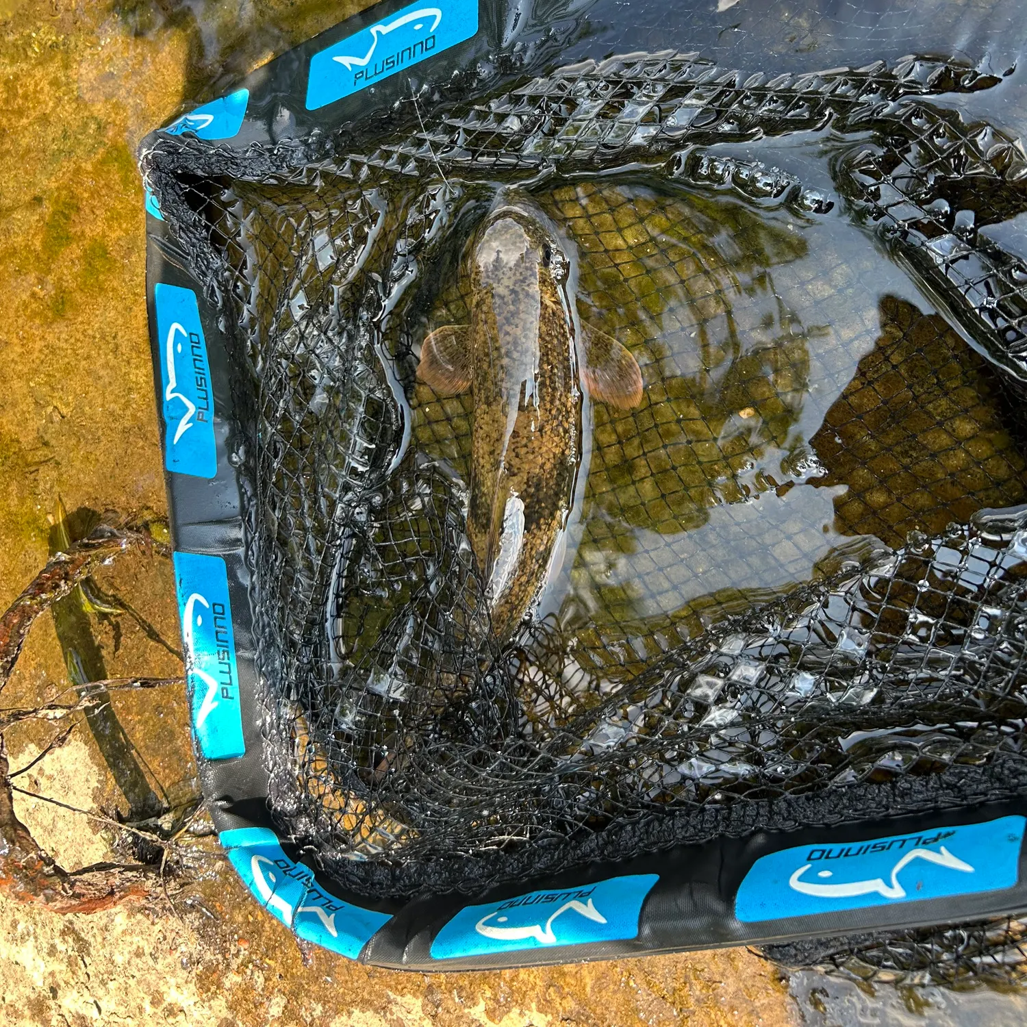 The most recent Northern hogsucker catches on Fishbrain