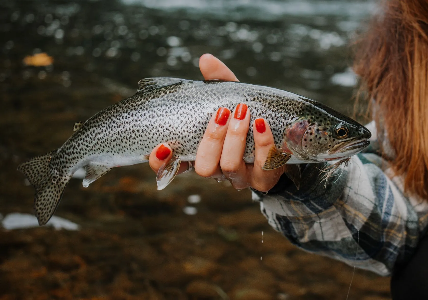 Coastal cutthroat trout