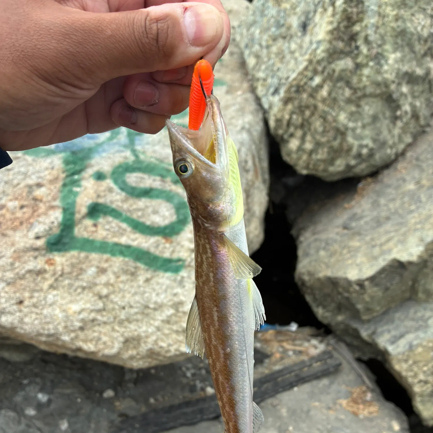 The most recent California lizardfish catches on Fishbrain