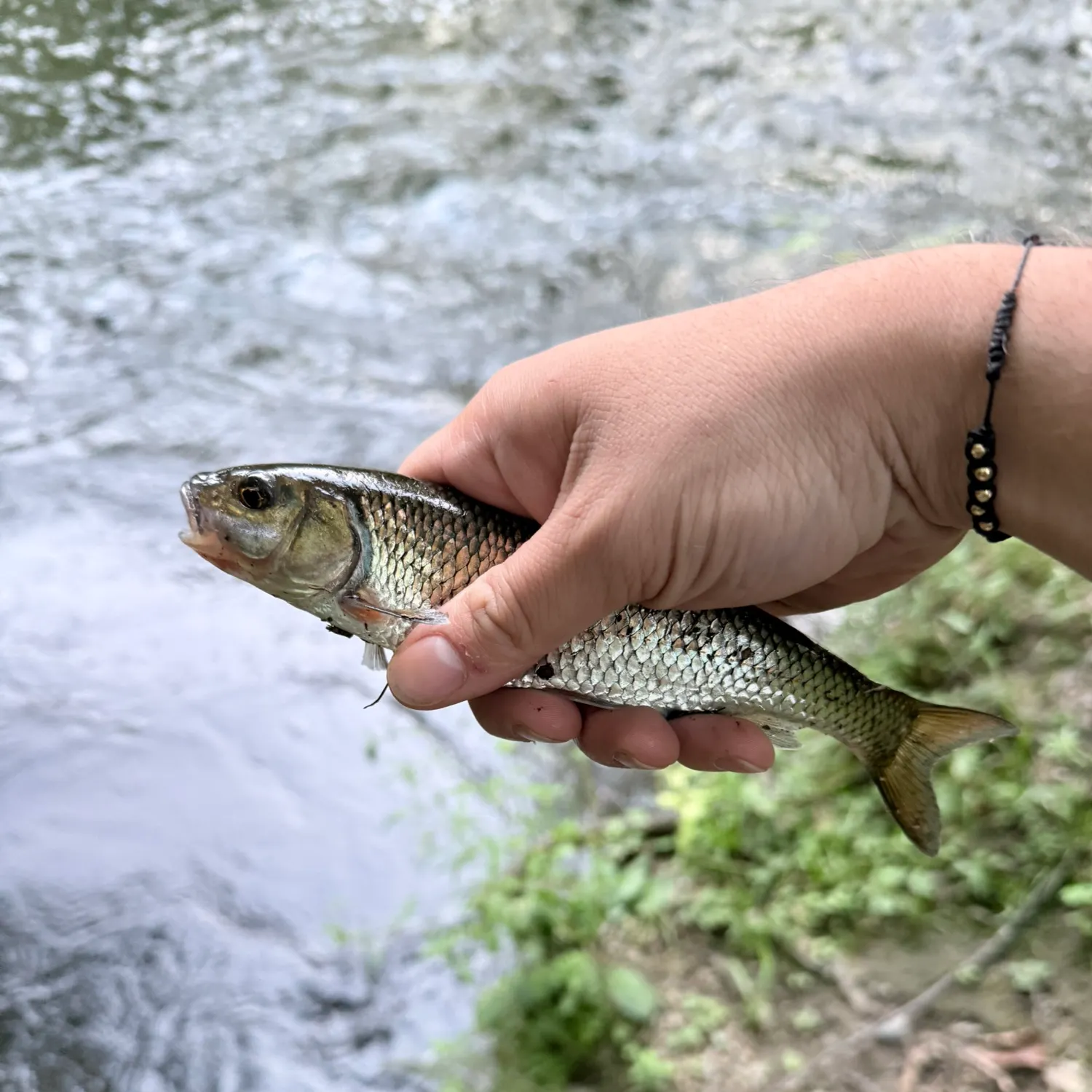 The most recent Fallfish catches on Fishbrain