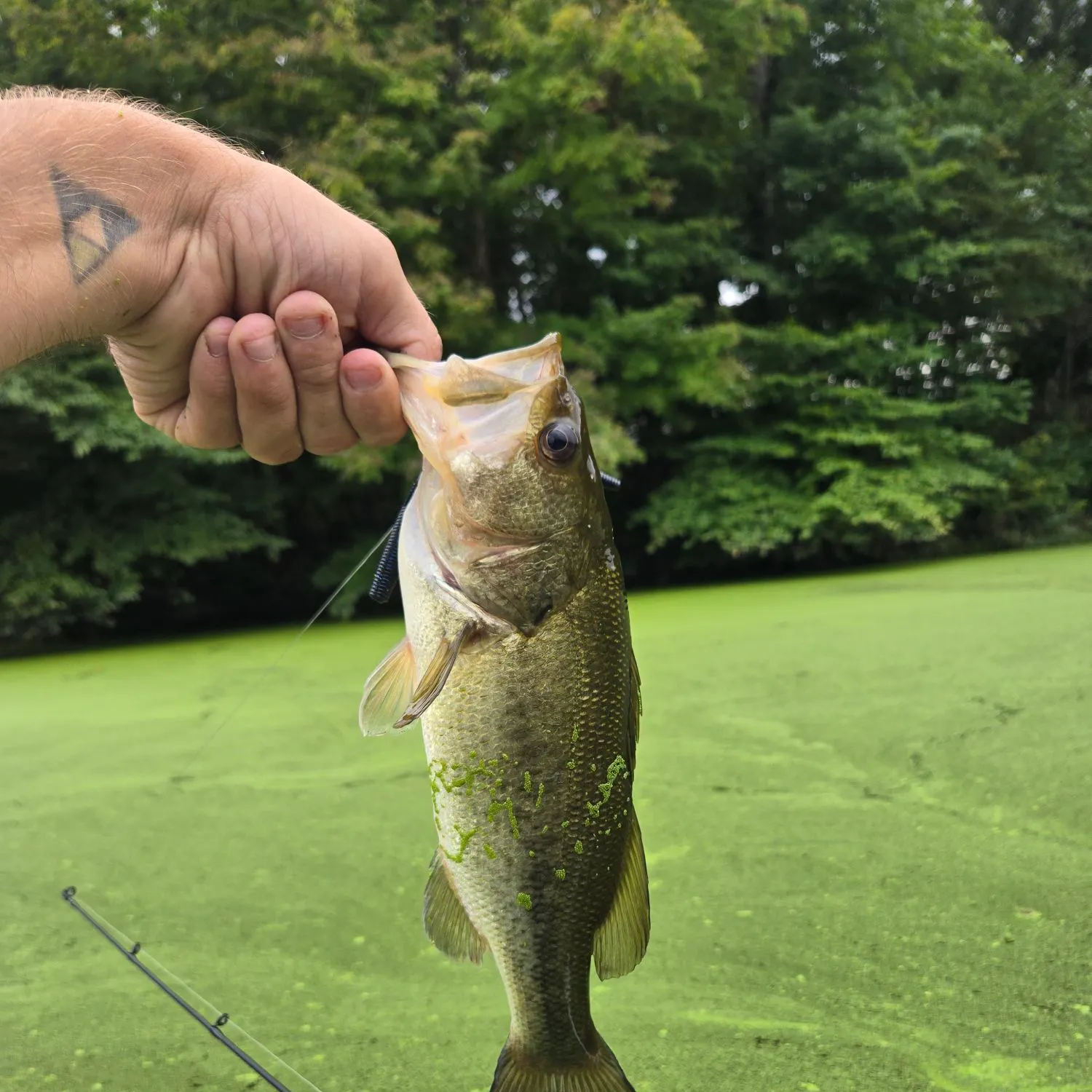 Largemouth bass caught on Fishbrain