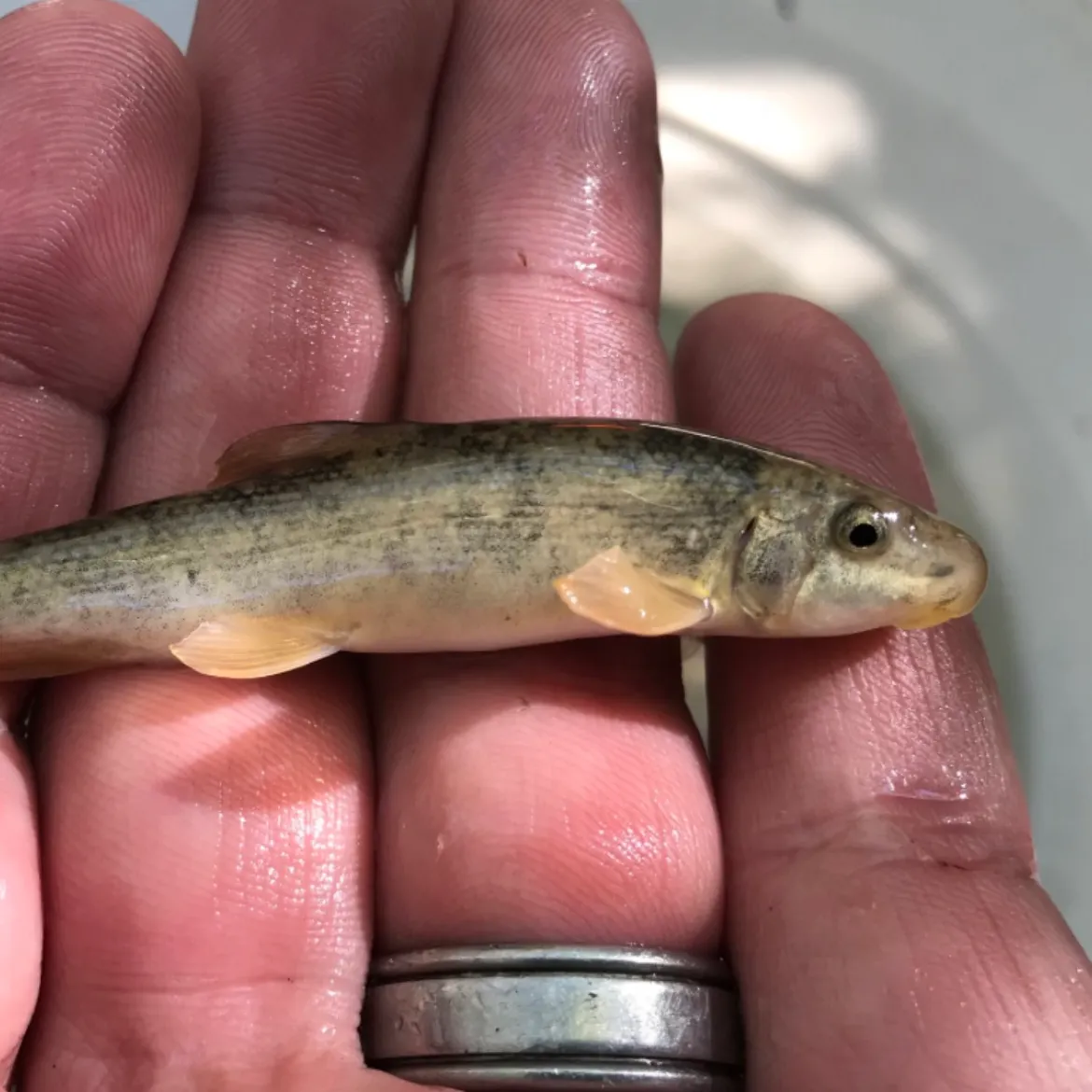 The most recent Santa Ana sucker catches on Fishbrain