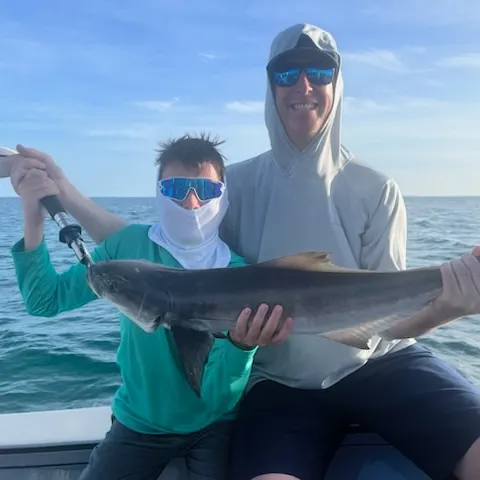 The most recent Cobia catches on Fishbrain