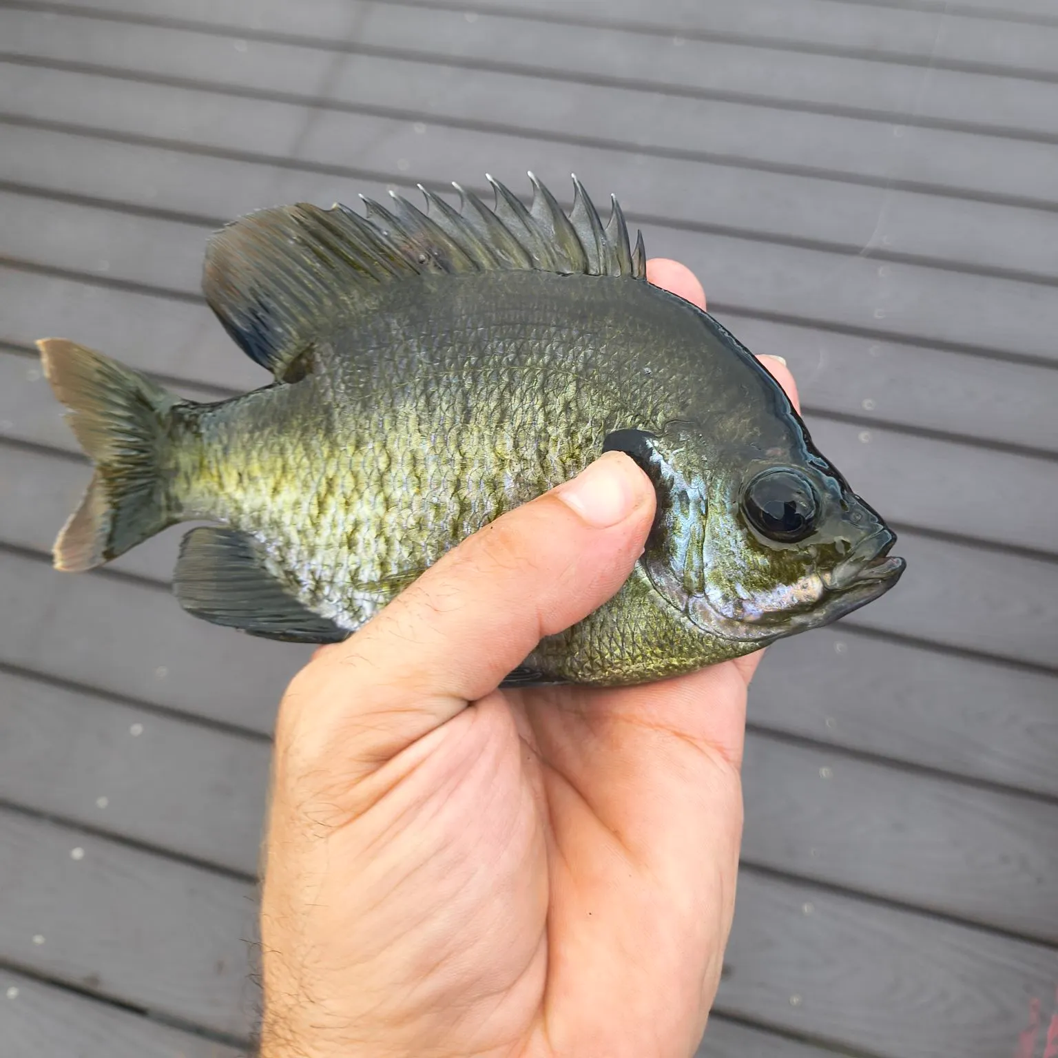 Bluegill caught on Fishbrain