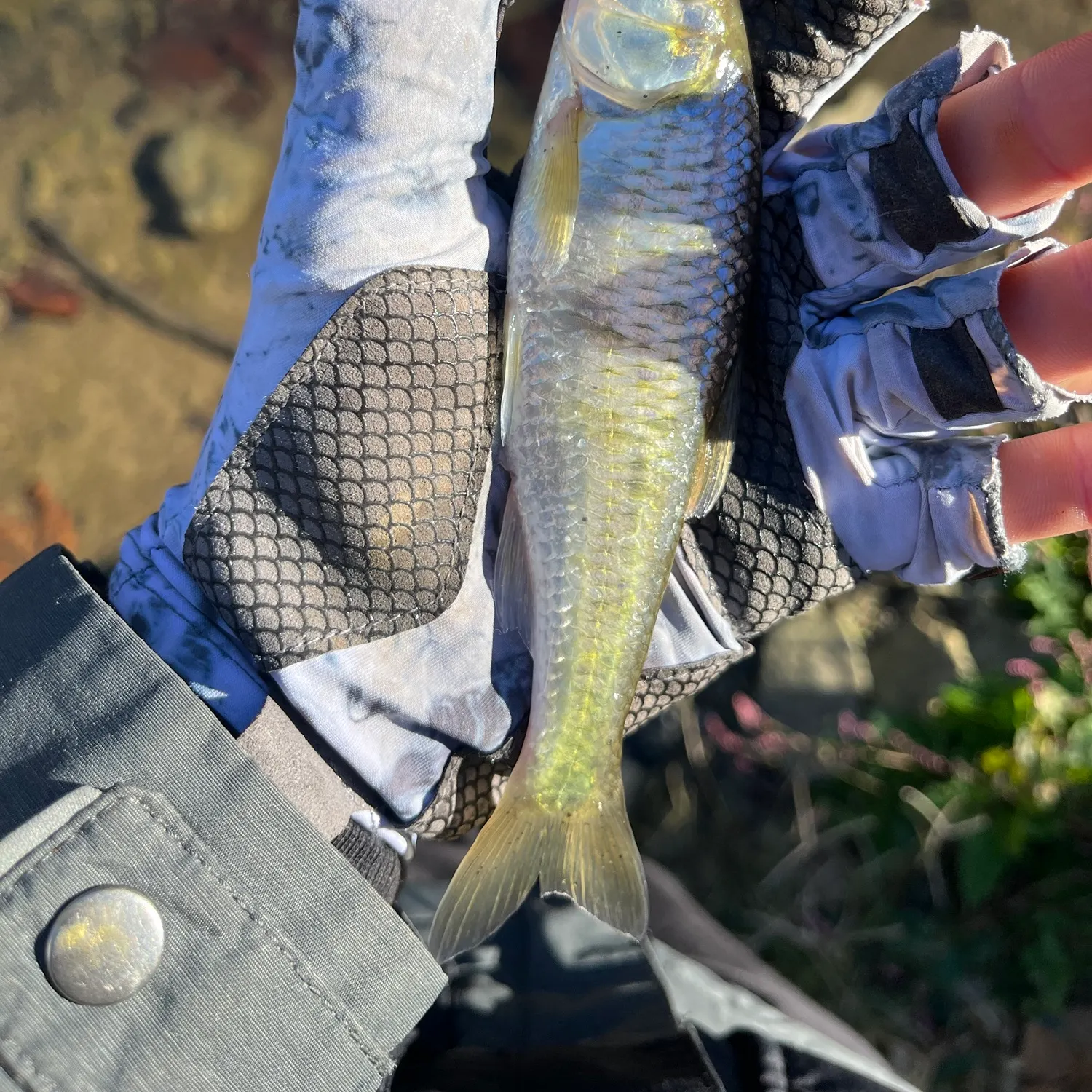 Striped shiner caught on Fishbrain