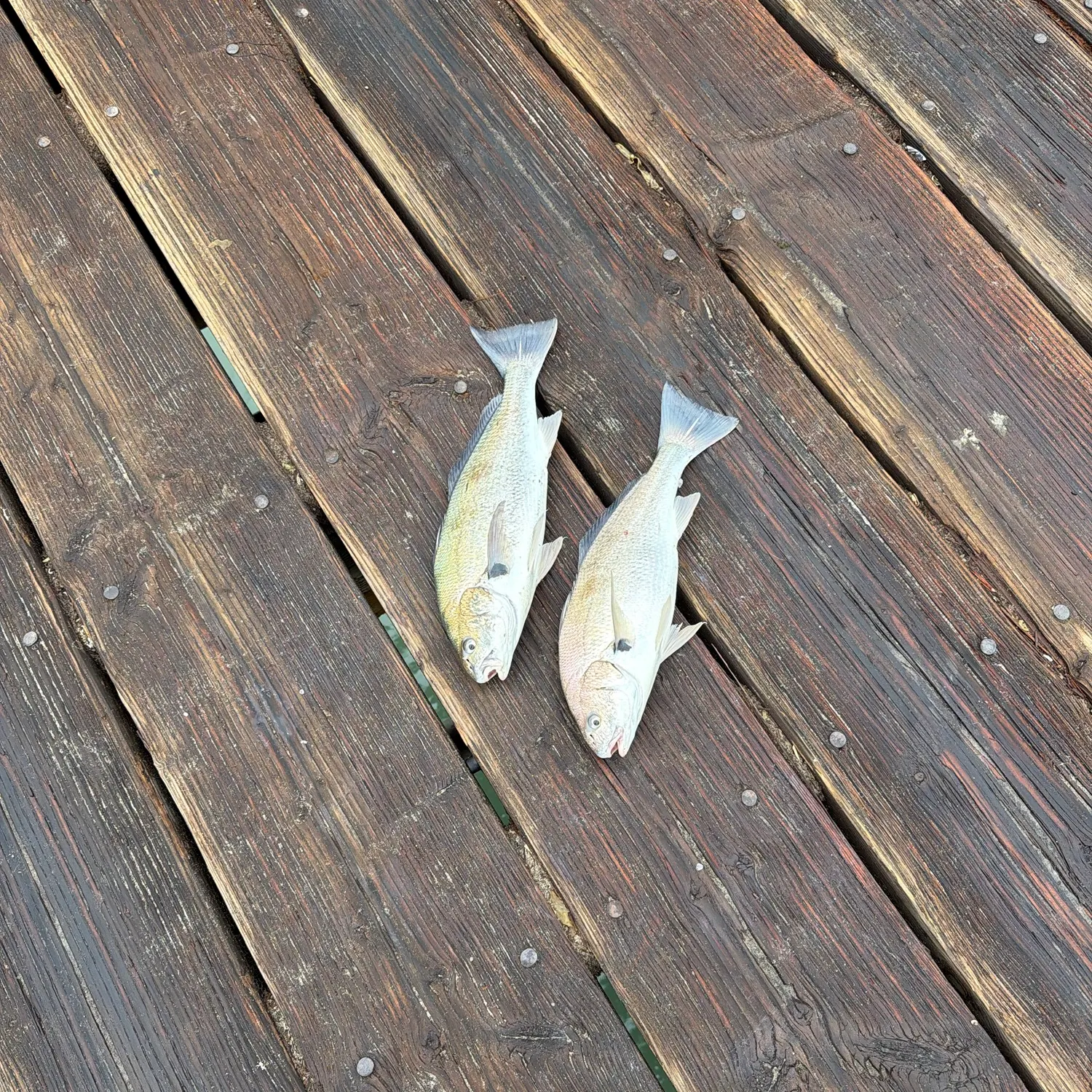 The most recent Spotfin croaker catches on Fishbrain