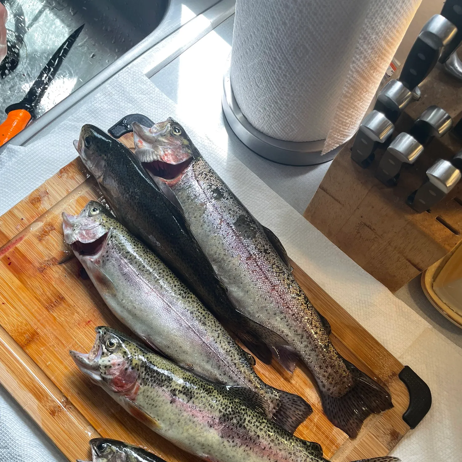 recently logged catches
