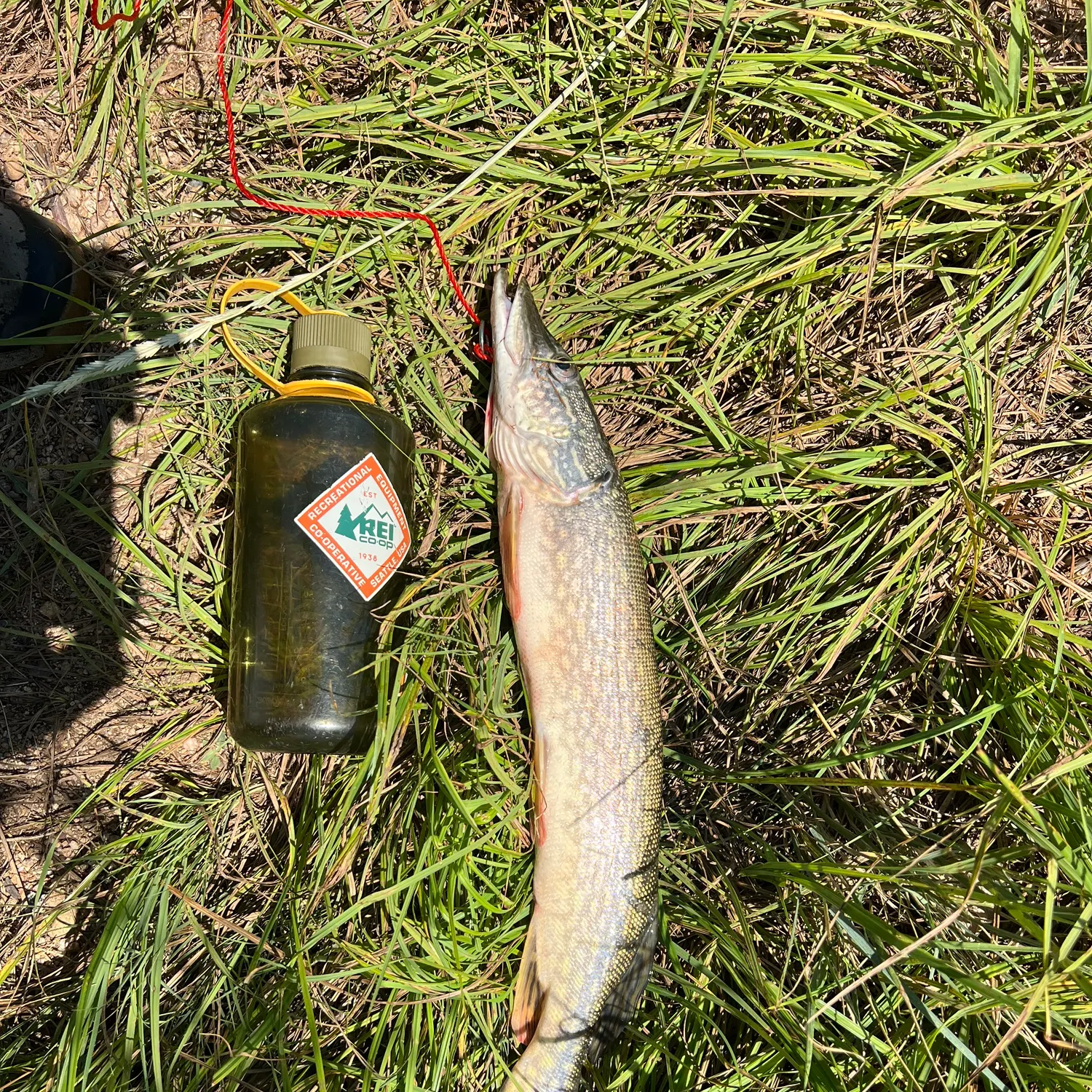 The most recent Northern pike catches on Fishbrain