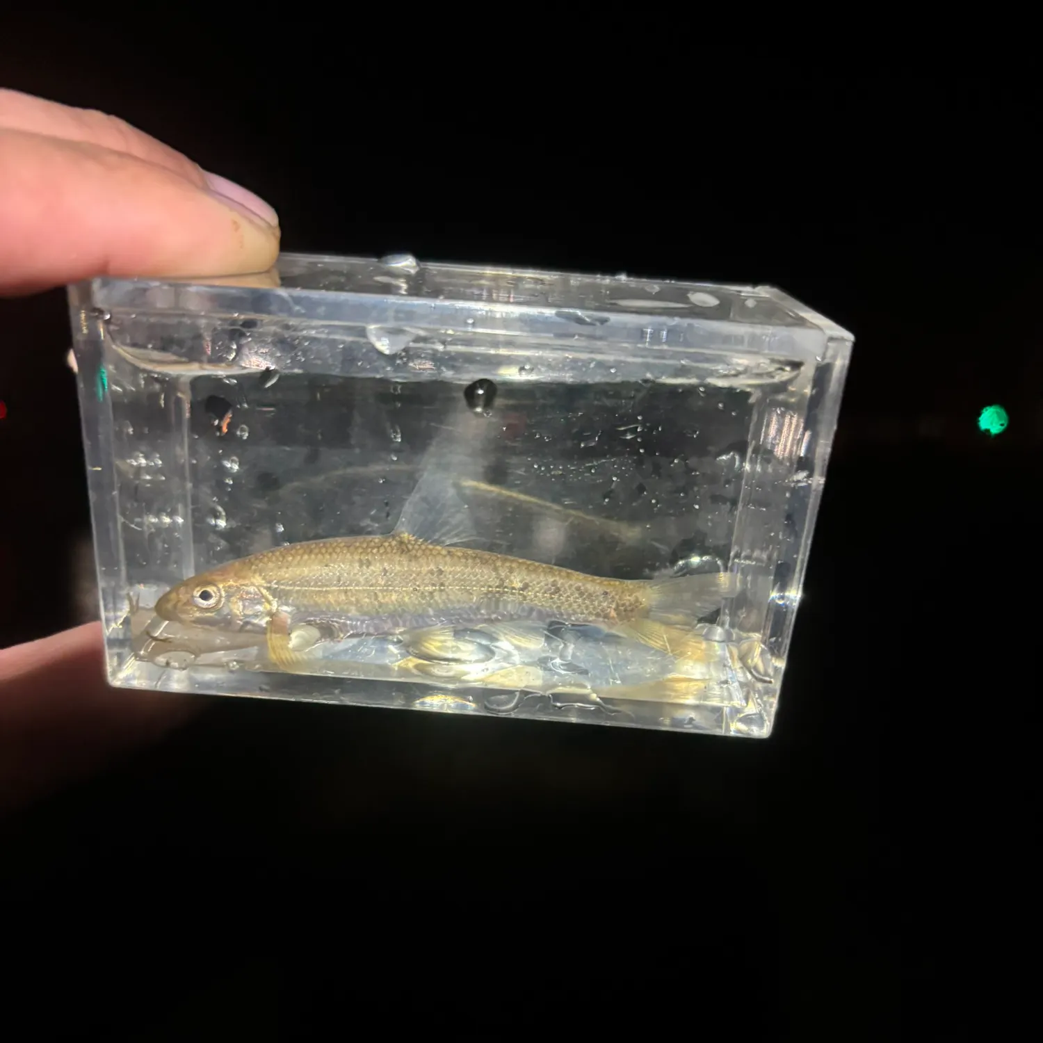 The most recent Central stoneroller catches on Fishbrain