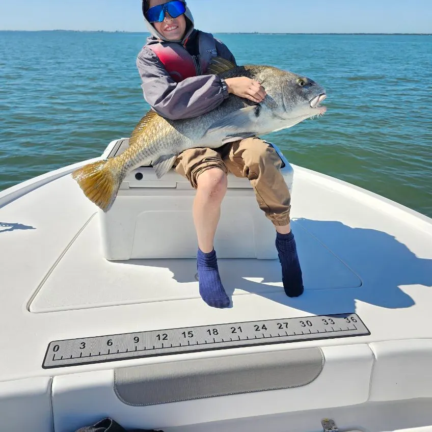 Black drum caught on Fishbrain