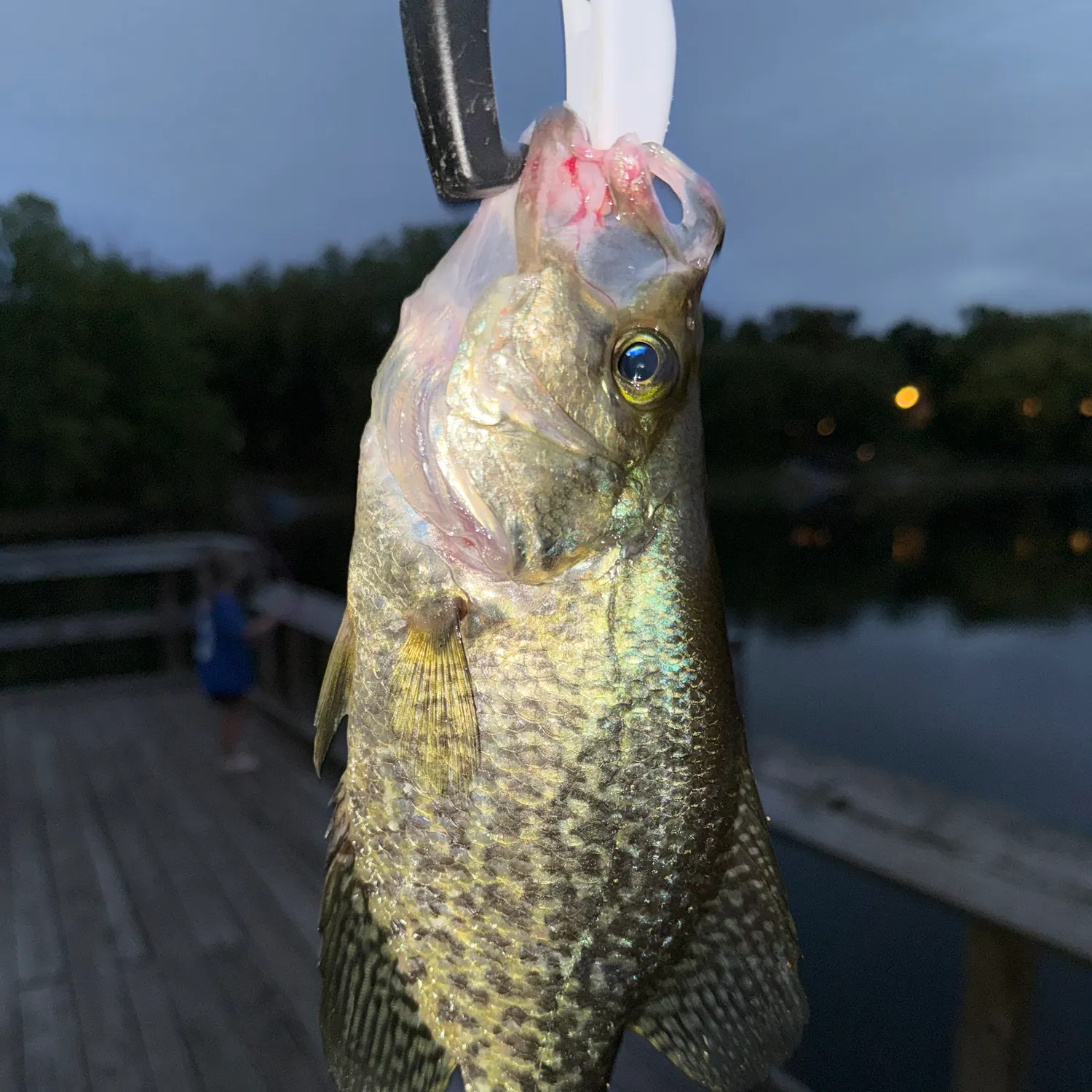 Black crappie caught on Fishbrain