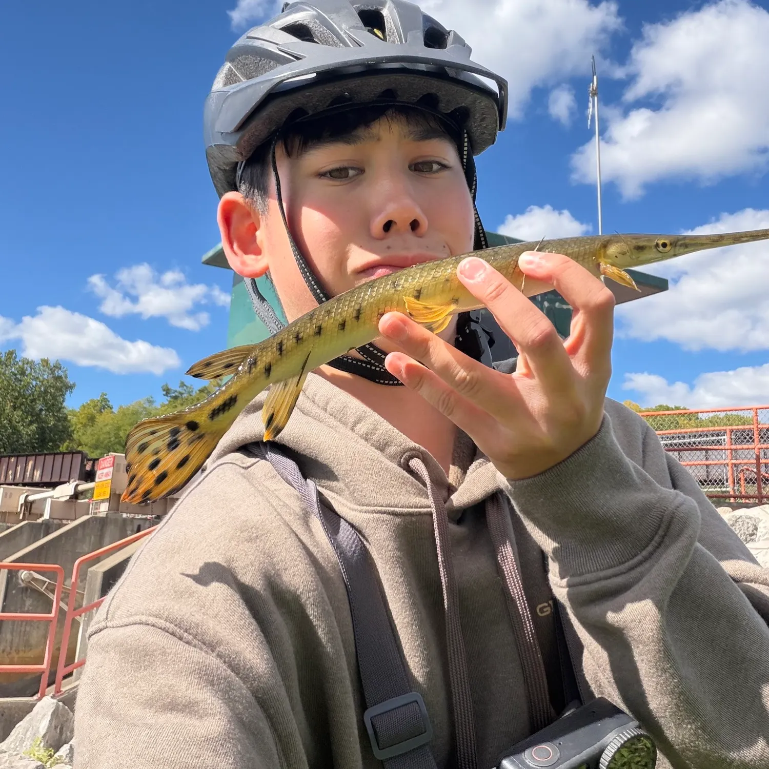 The most recent Longnose gar catches on Fishbrain