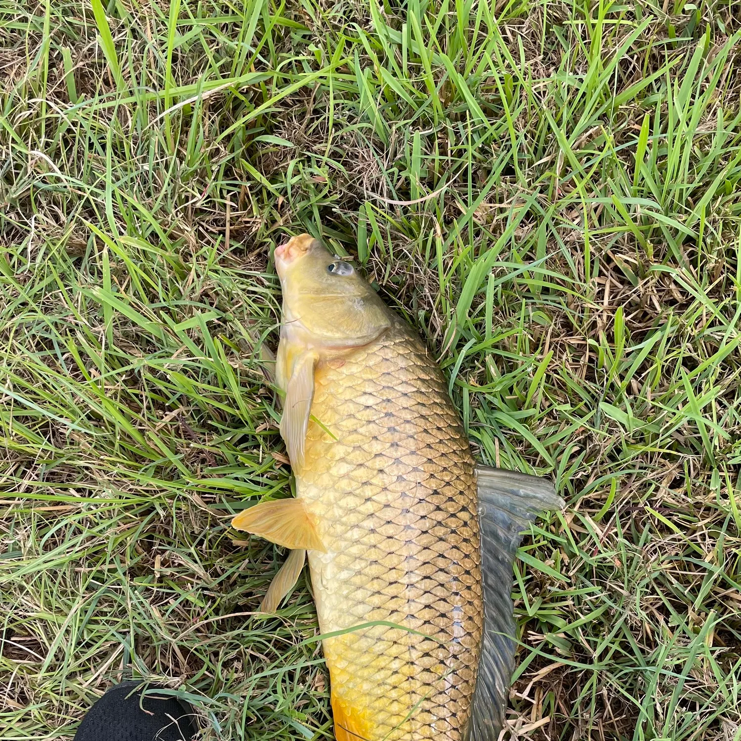 Common carp caught on Fishbrain