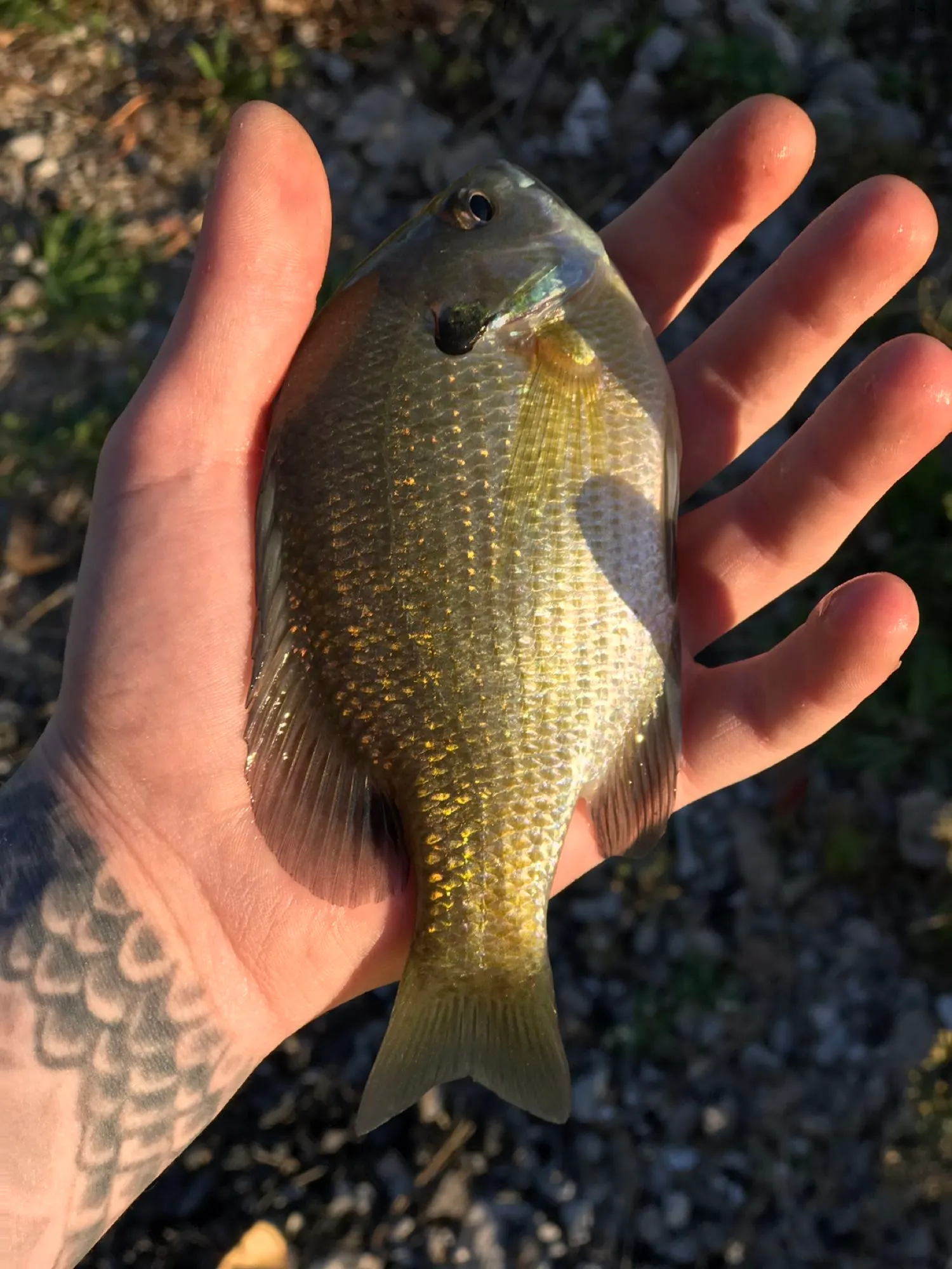 Post image from austinfrisbyyo