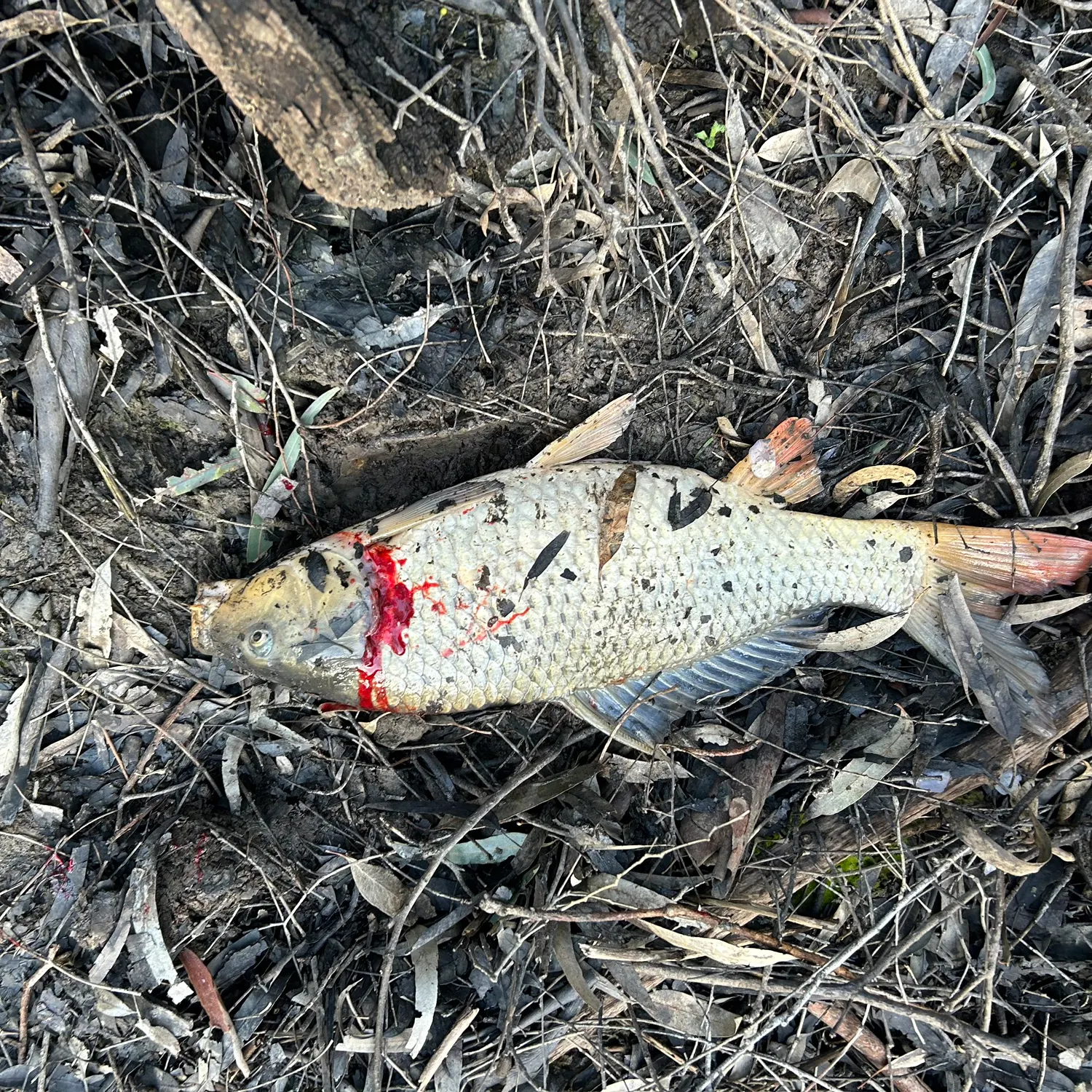 The most recent Common carp catches on Fishbrain