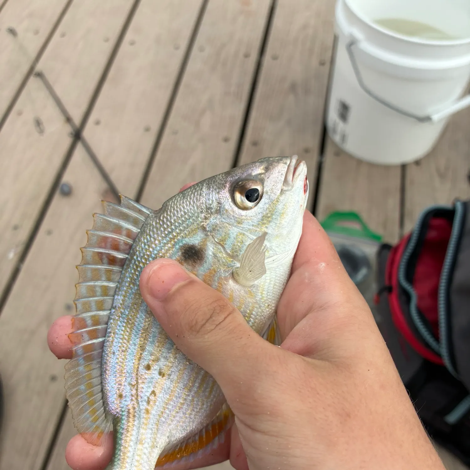 The most recent Pinfish catches on Fishbrain