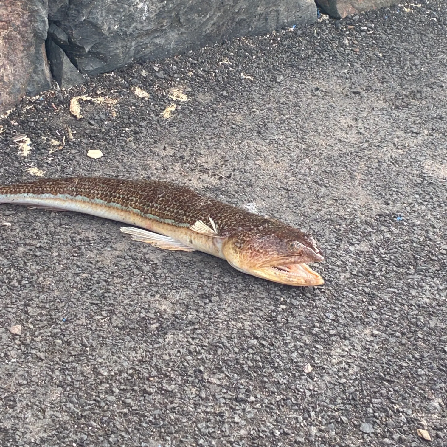 The most recent Brushtooth lizardfish catches on Fishbrain