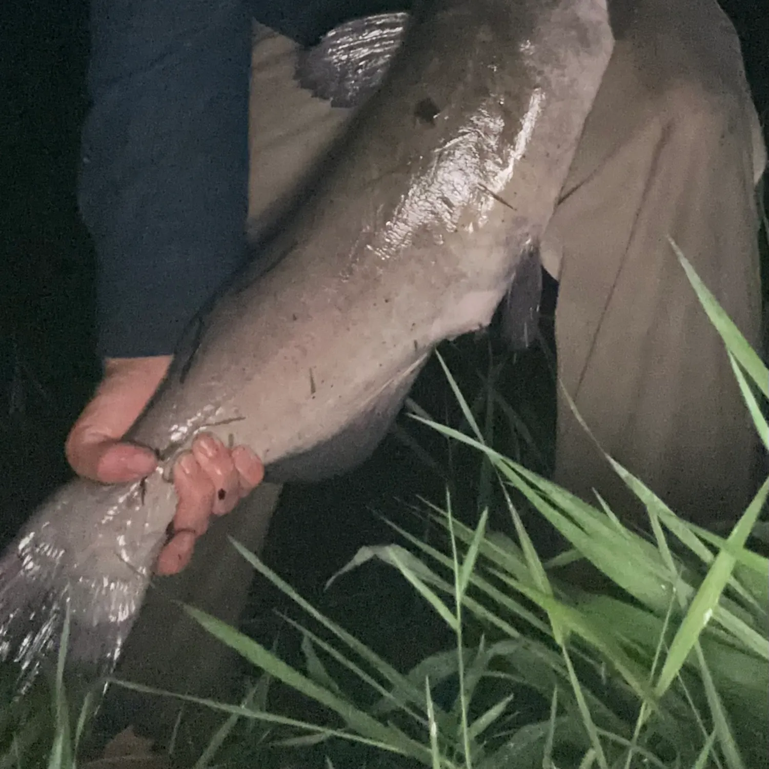 Channel catfish caught on Fishbrain