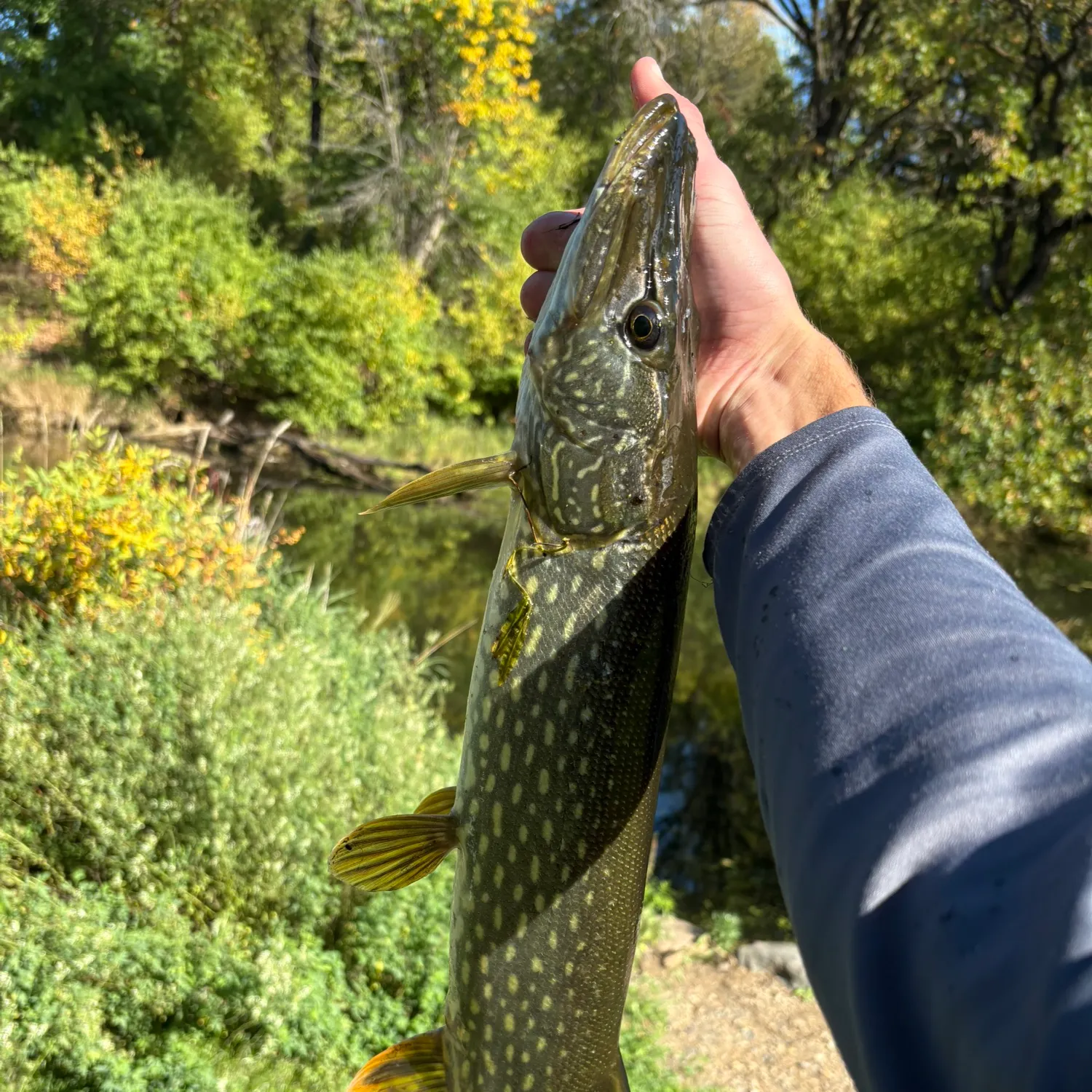 Northern pike caught on Fishbrain
