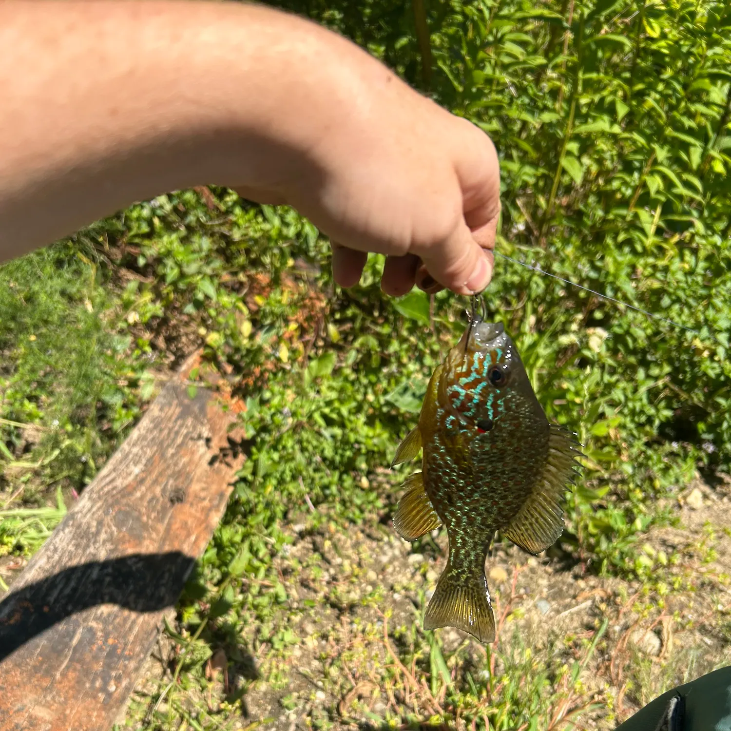 The most recent Pumpkingill hybrid catches on Fishbrain