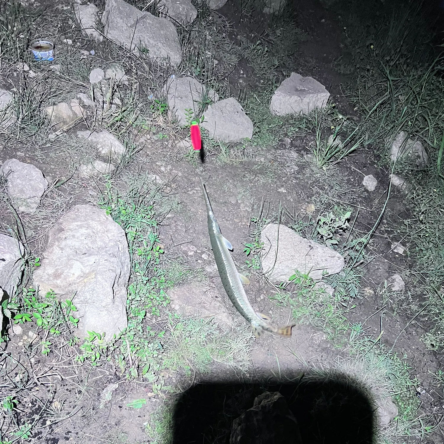 The most recent Longnose gar catches on Fishbrain