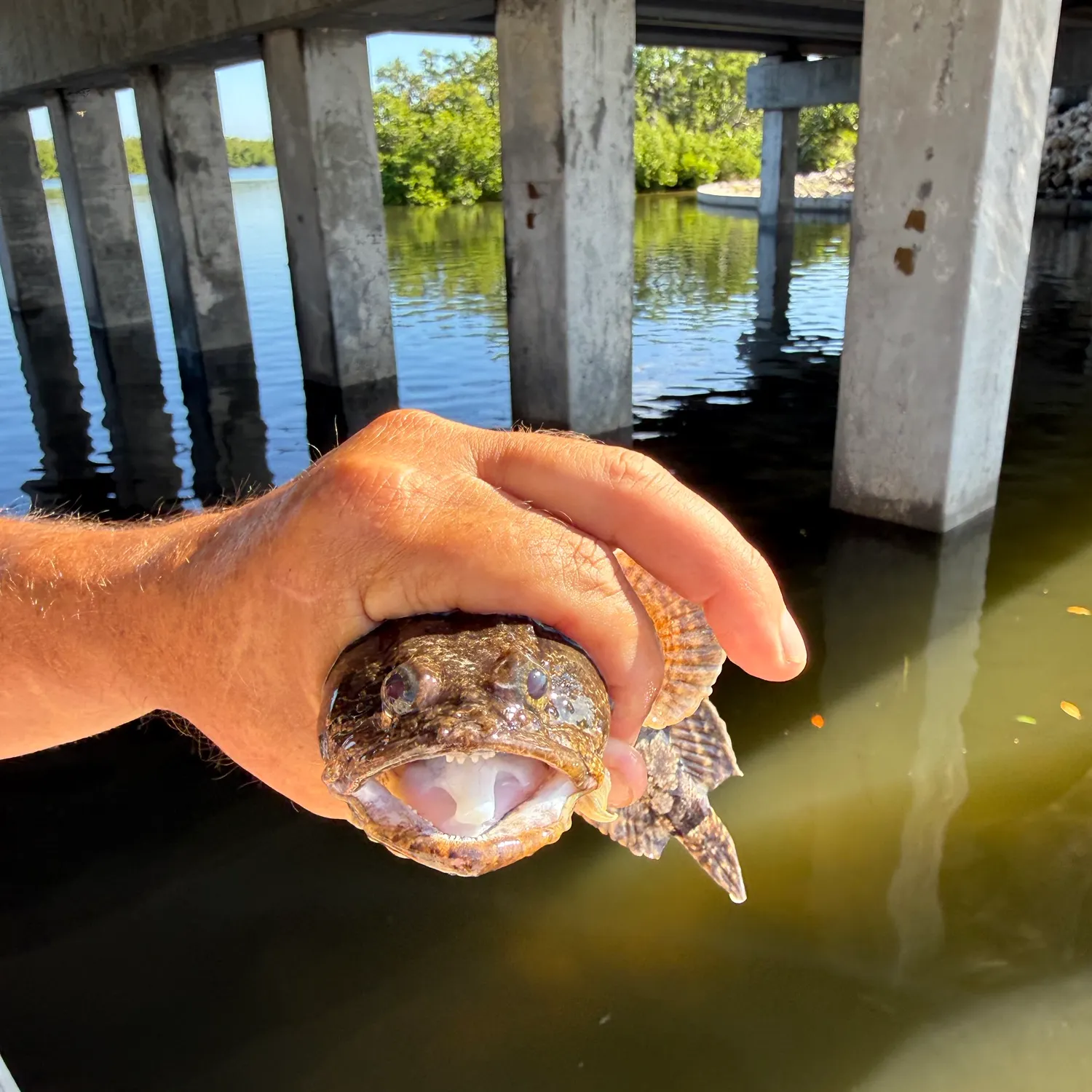 The most recent Gulf toadfish catches on Fishbrain