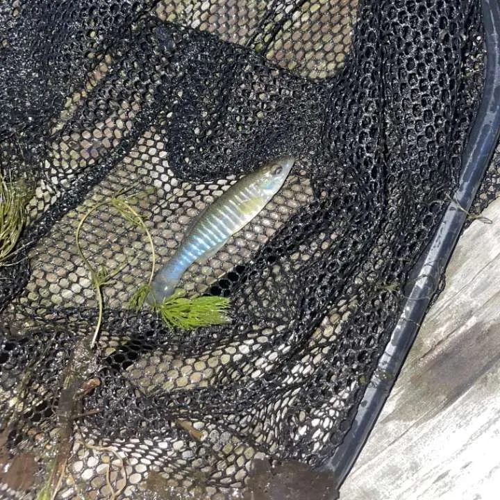 The most recent Banded killifish catches on Fishbrain