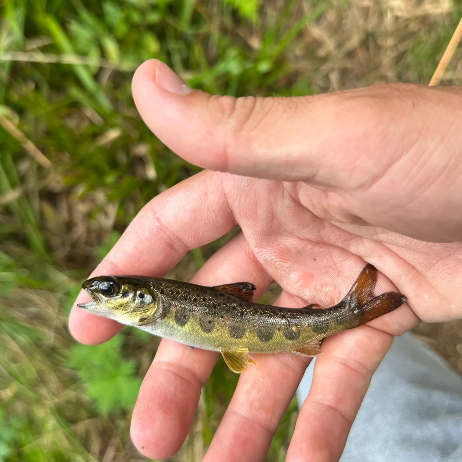 Atlantic salmon caught on Fishbrain