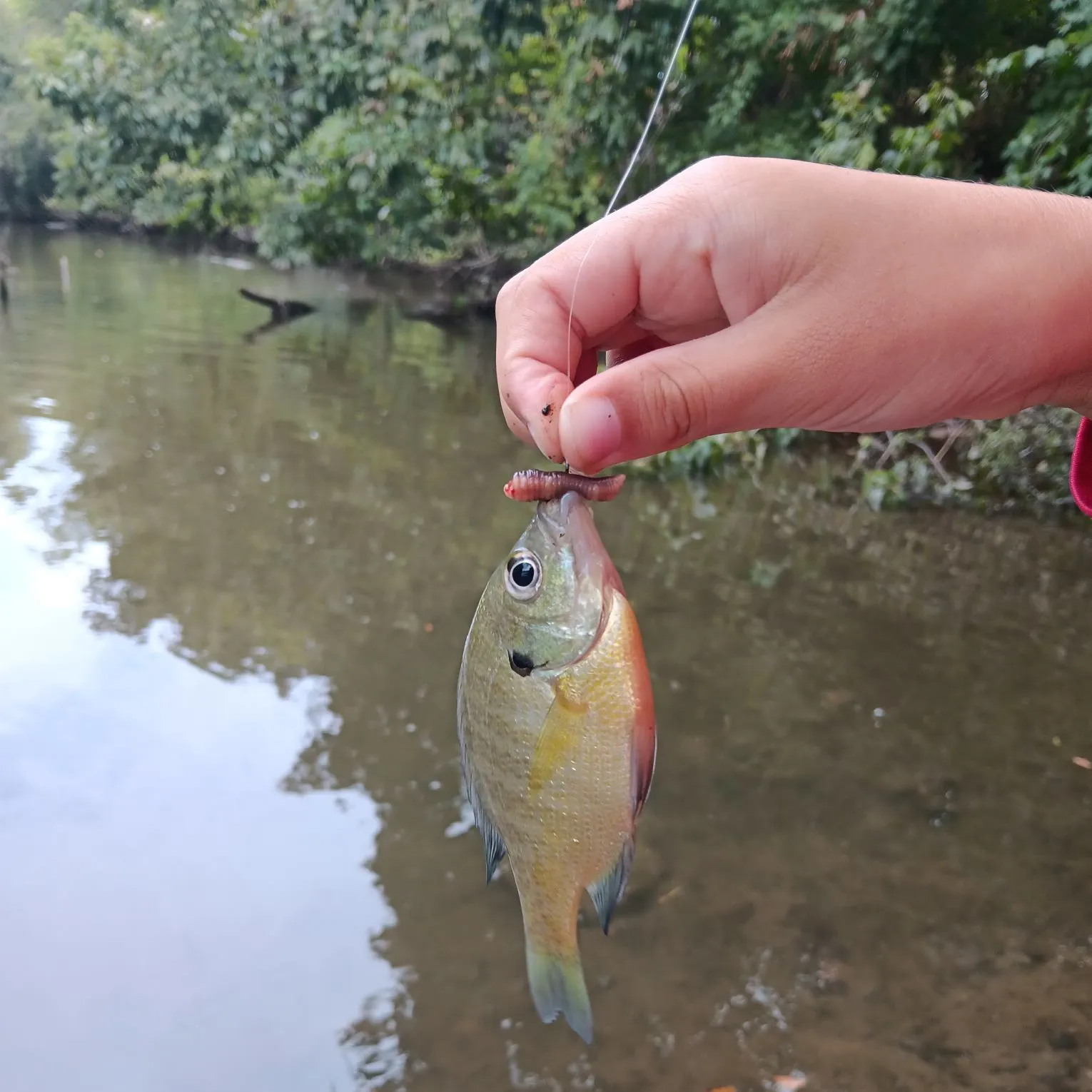 Bluegill caught on Fishbrain