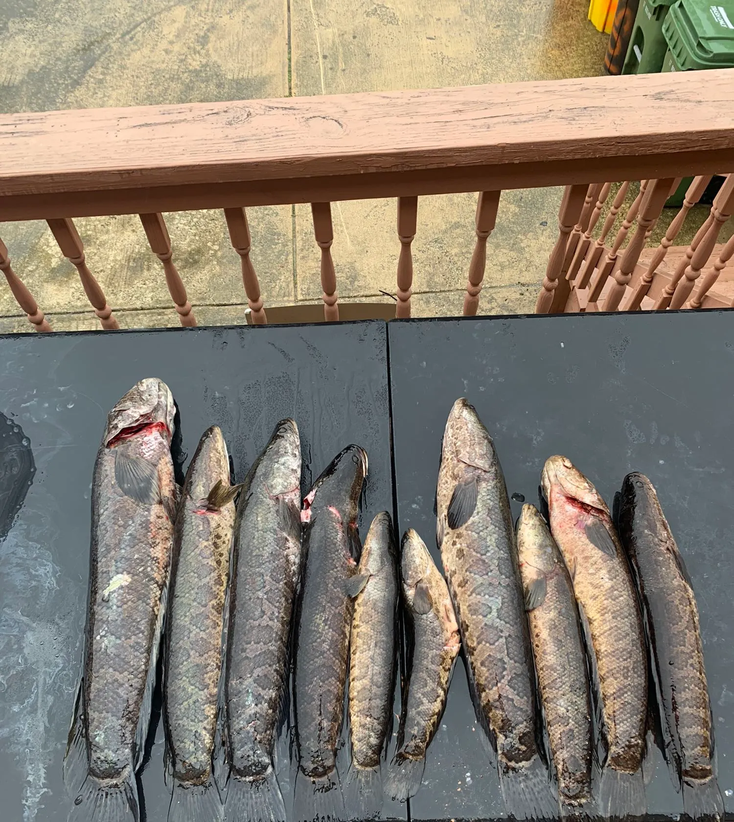 recently logged catches