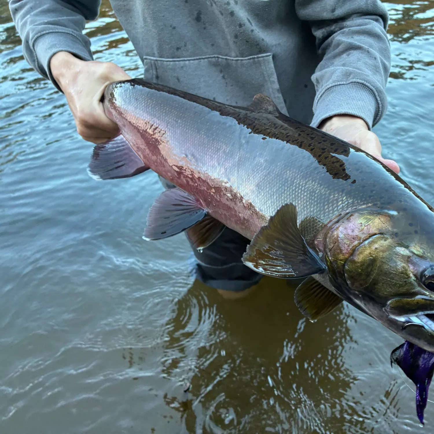 Coho salmon caught on Fishbrain