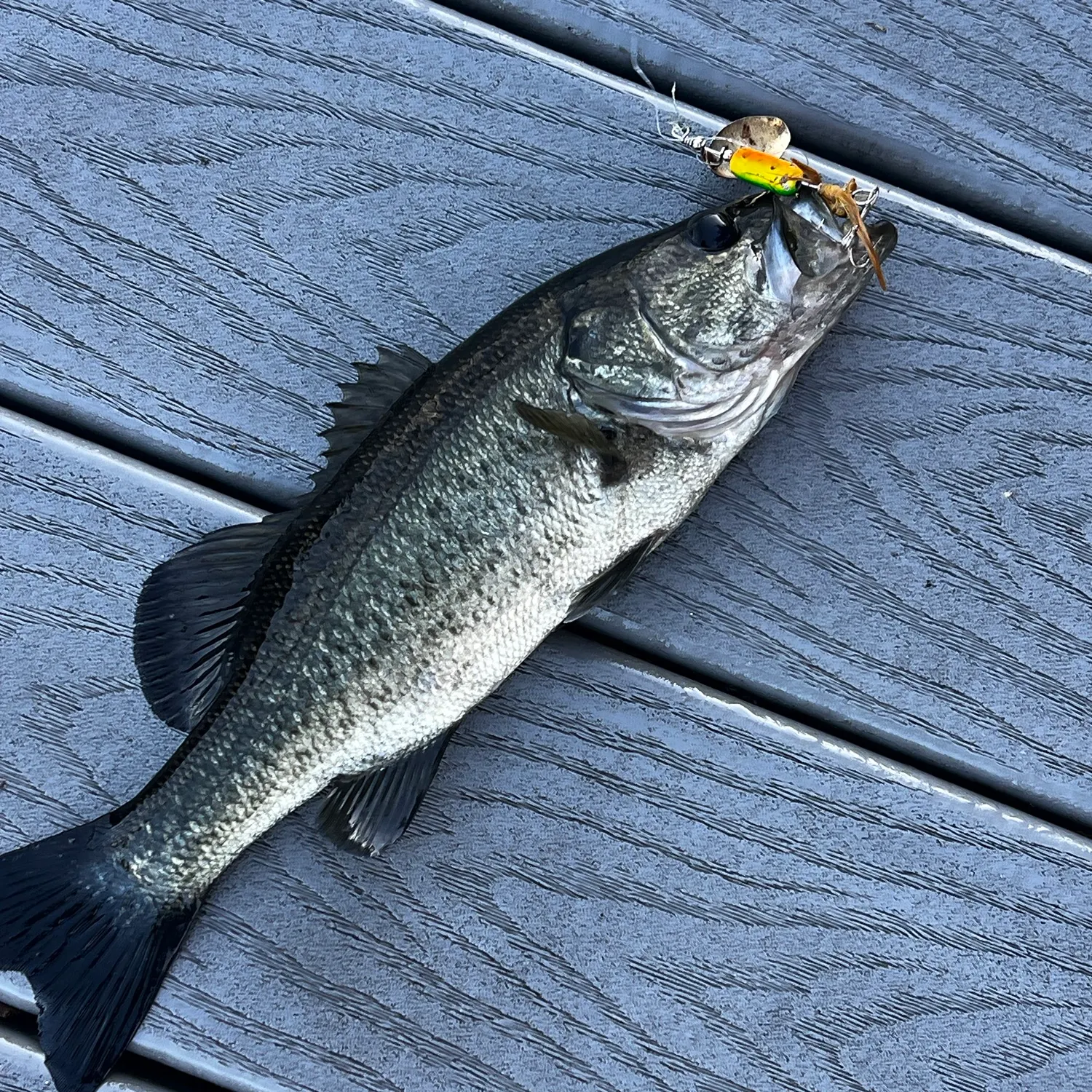 Largemouth bass caught on Fishbrain