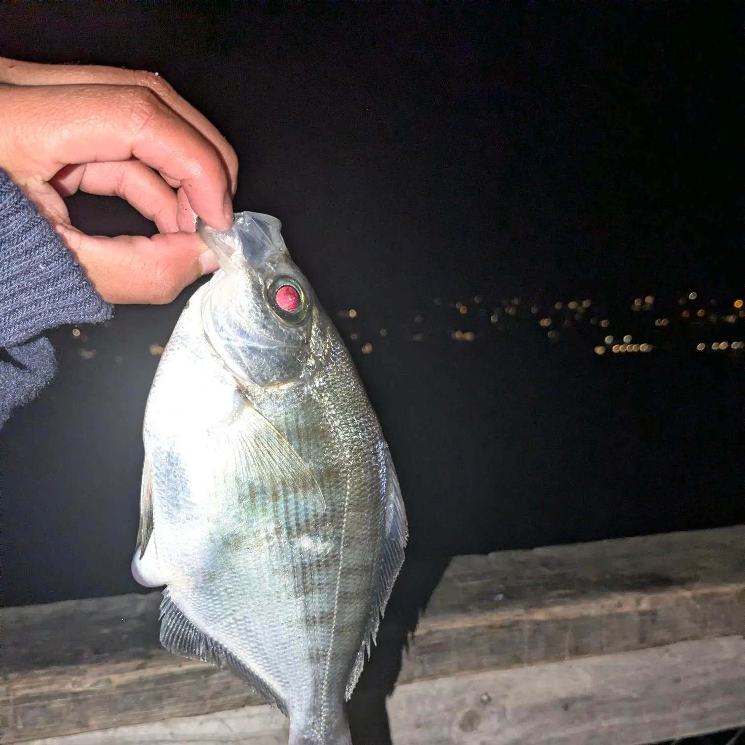 The most recent Walleye surfperch catches on Fishbrain