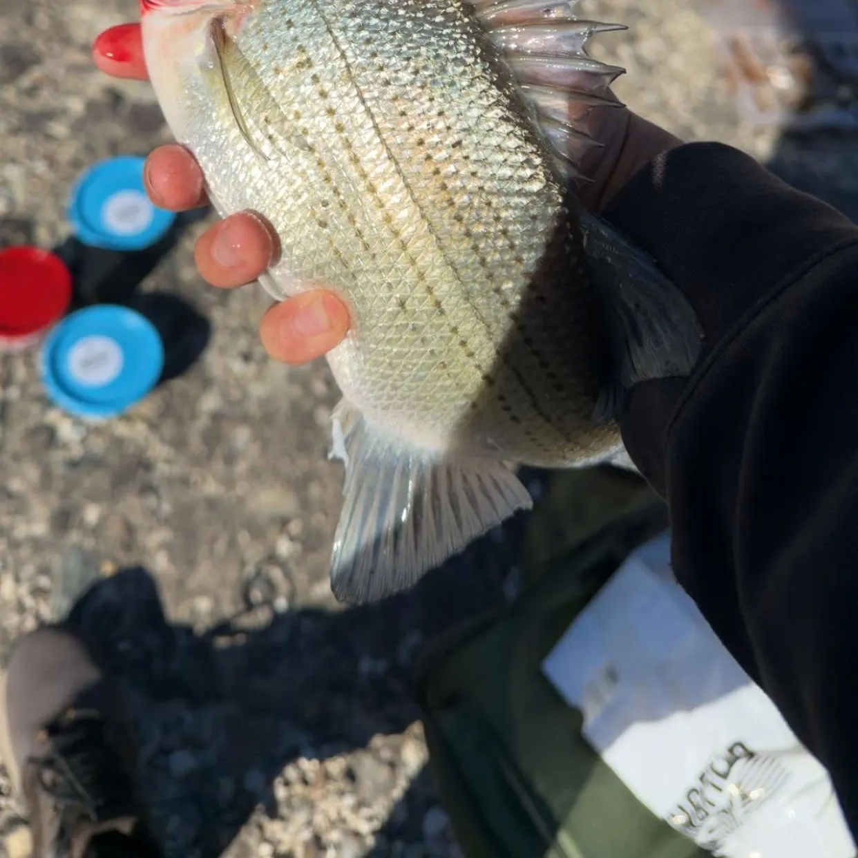 White bass caught on Fishbrain