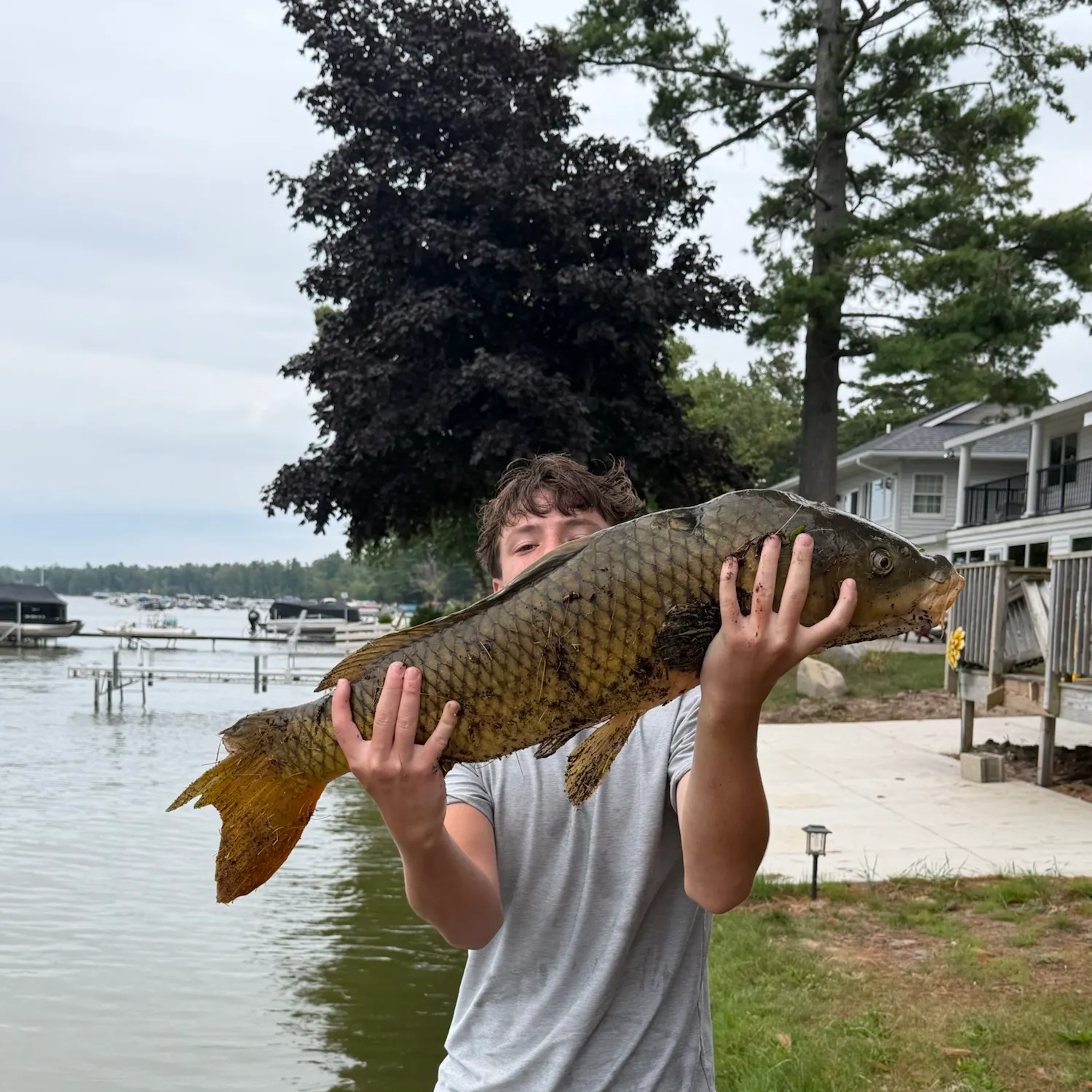 Common carp caught on Fishbrain