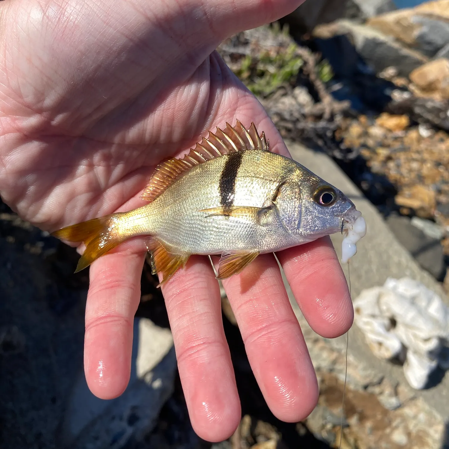 Sargo caught on Fishbrain