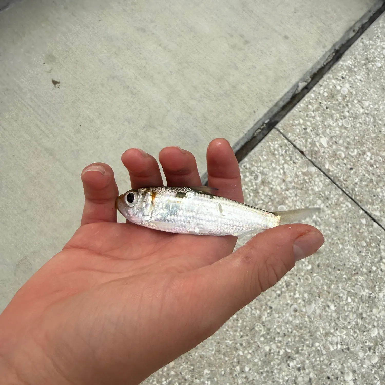 The most recent Redear herring catches on Fishbrain