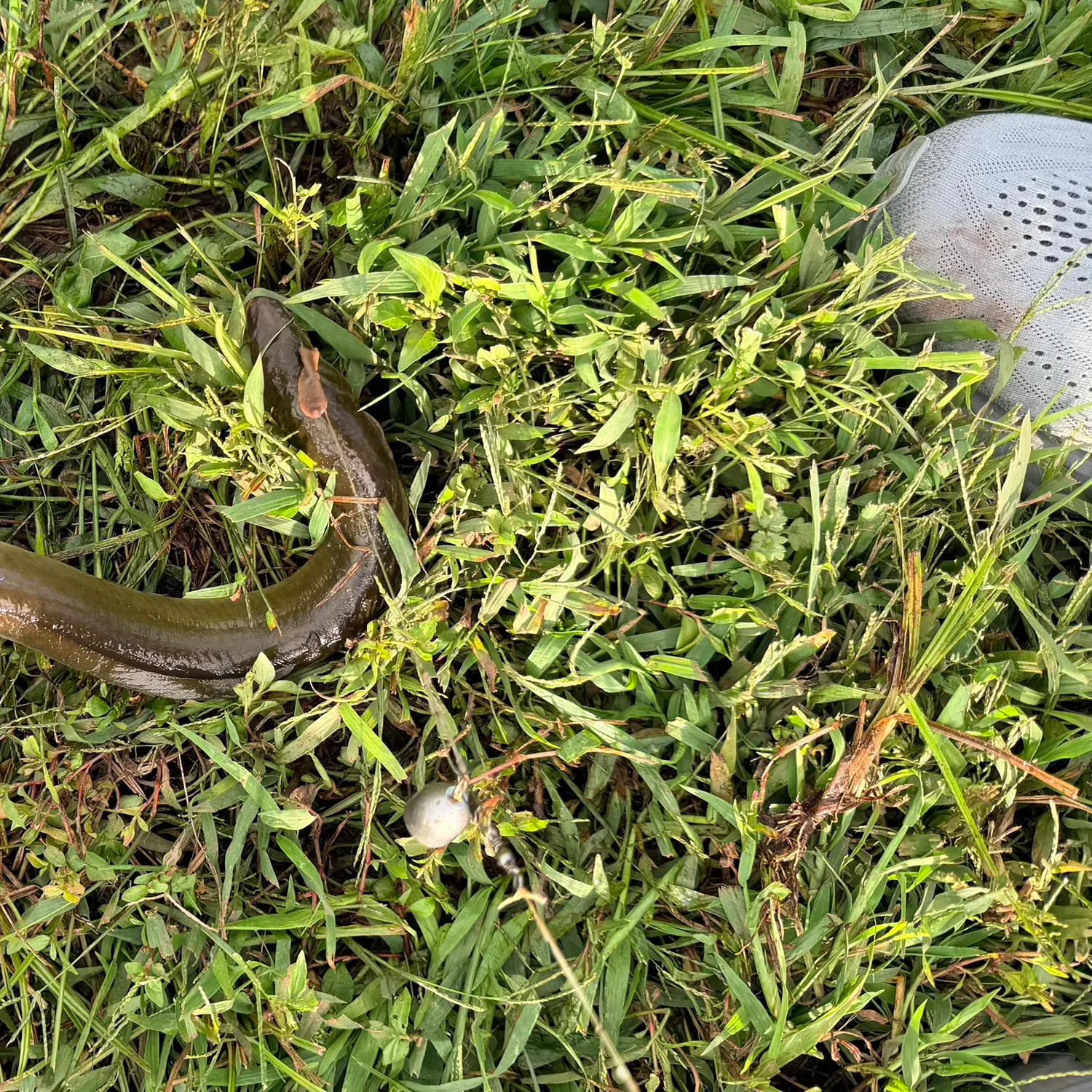 The most recent American eel catches on Fishbrain