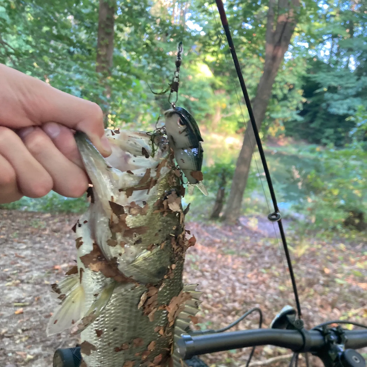 Largemouth bass caught on Fishbrain