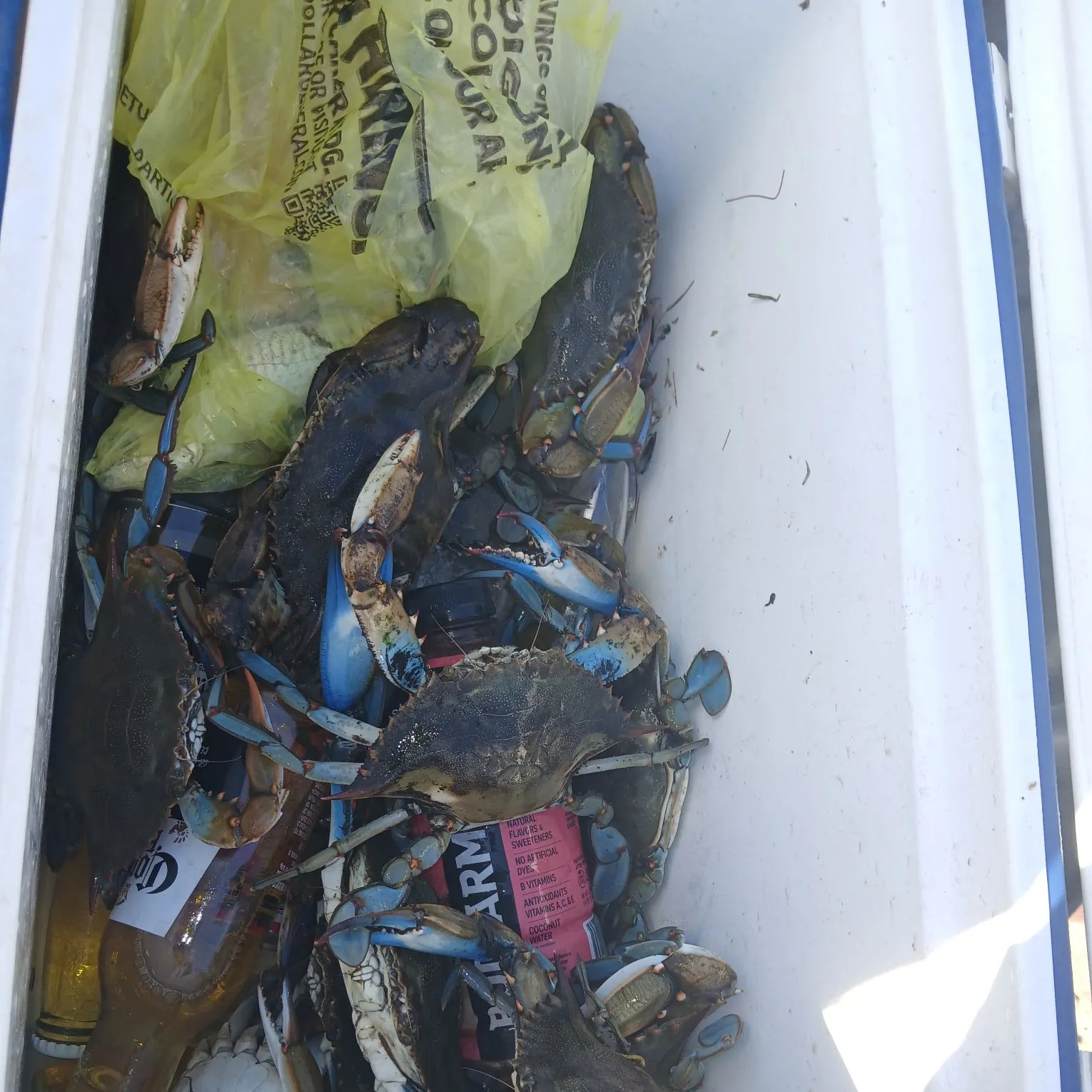 The most recent Blue crab catches on Fishbrain