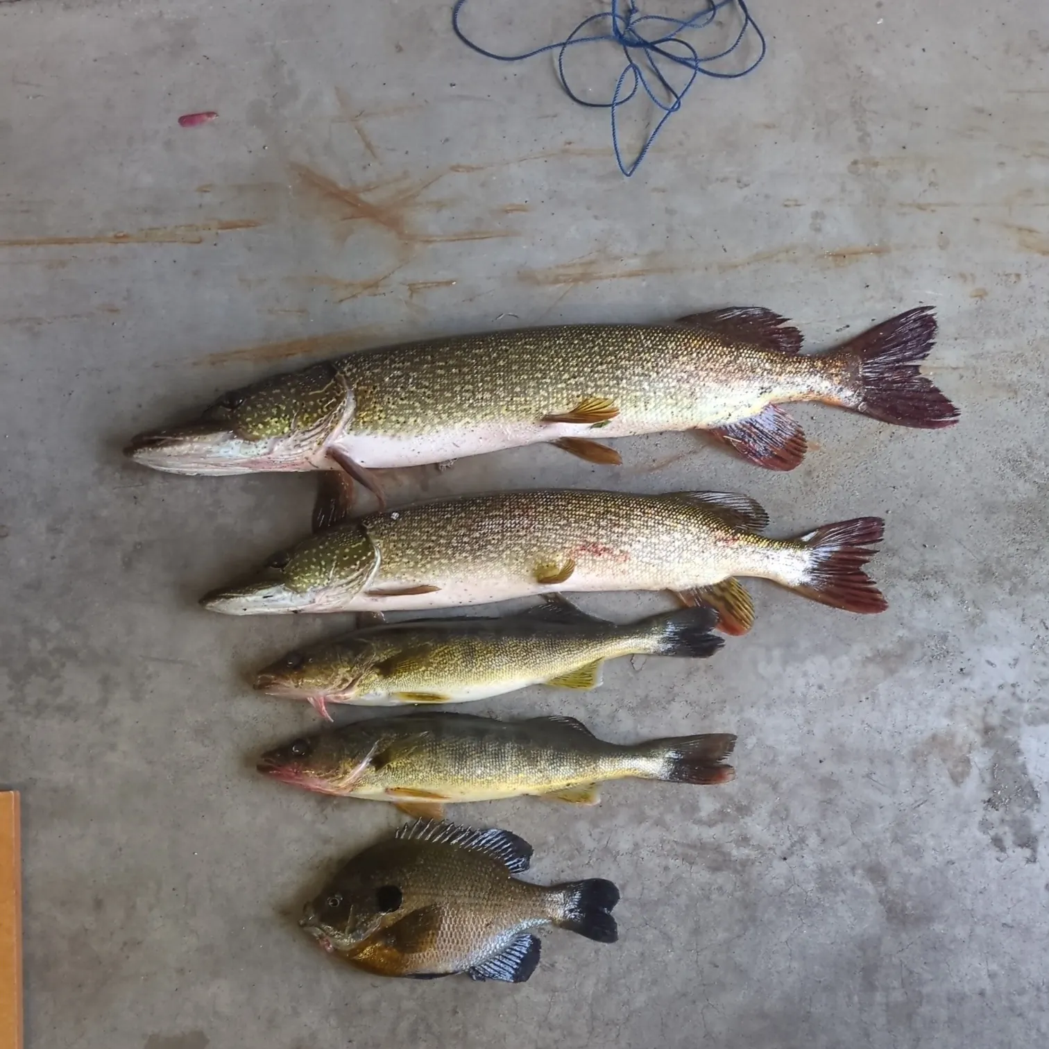 recently logged catches