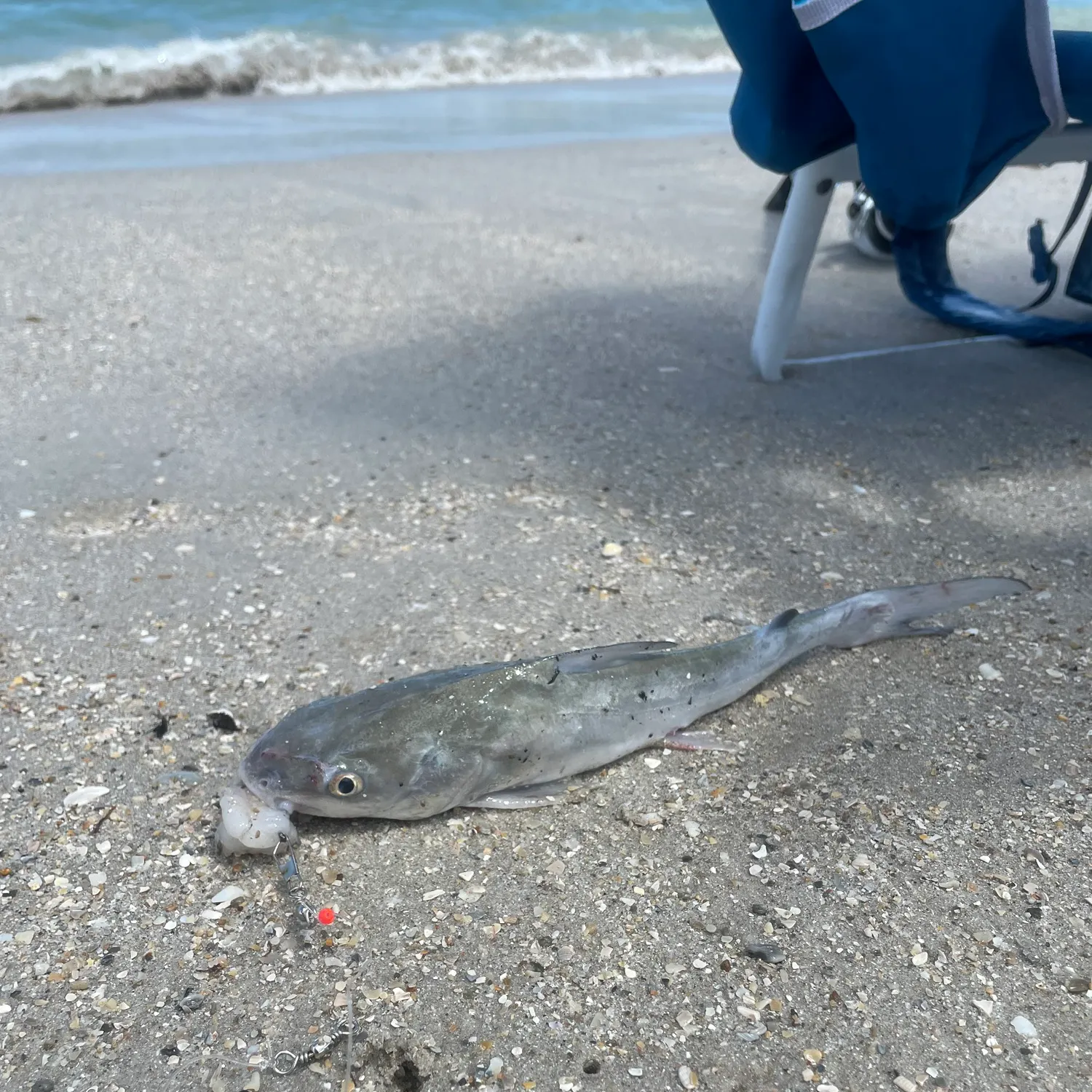 Hardhead sea catfish caught on Fishbrain