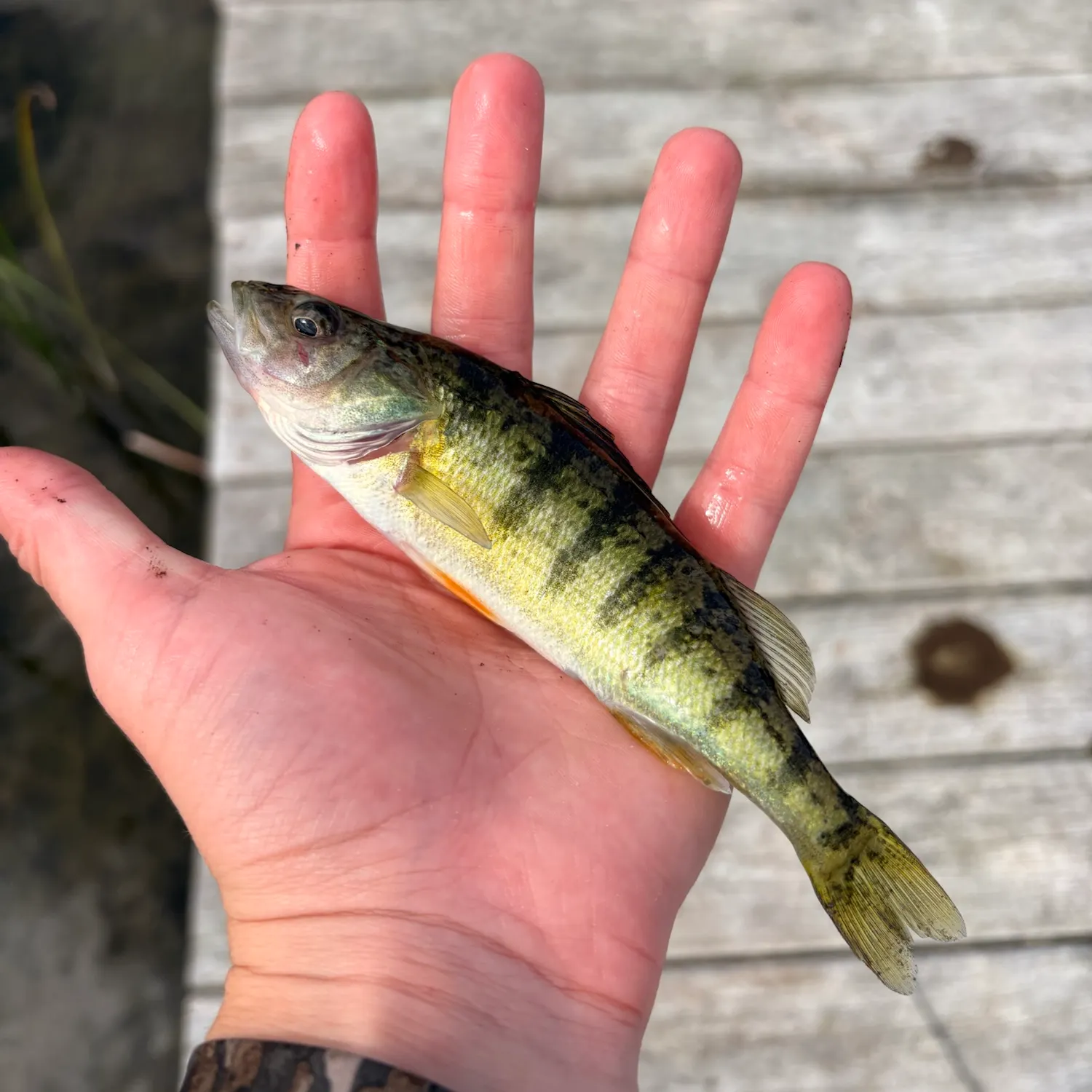 Yellow perch caught on Fishbrain